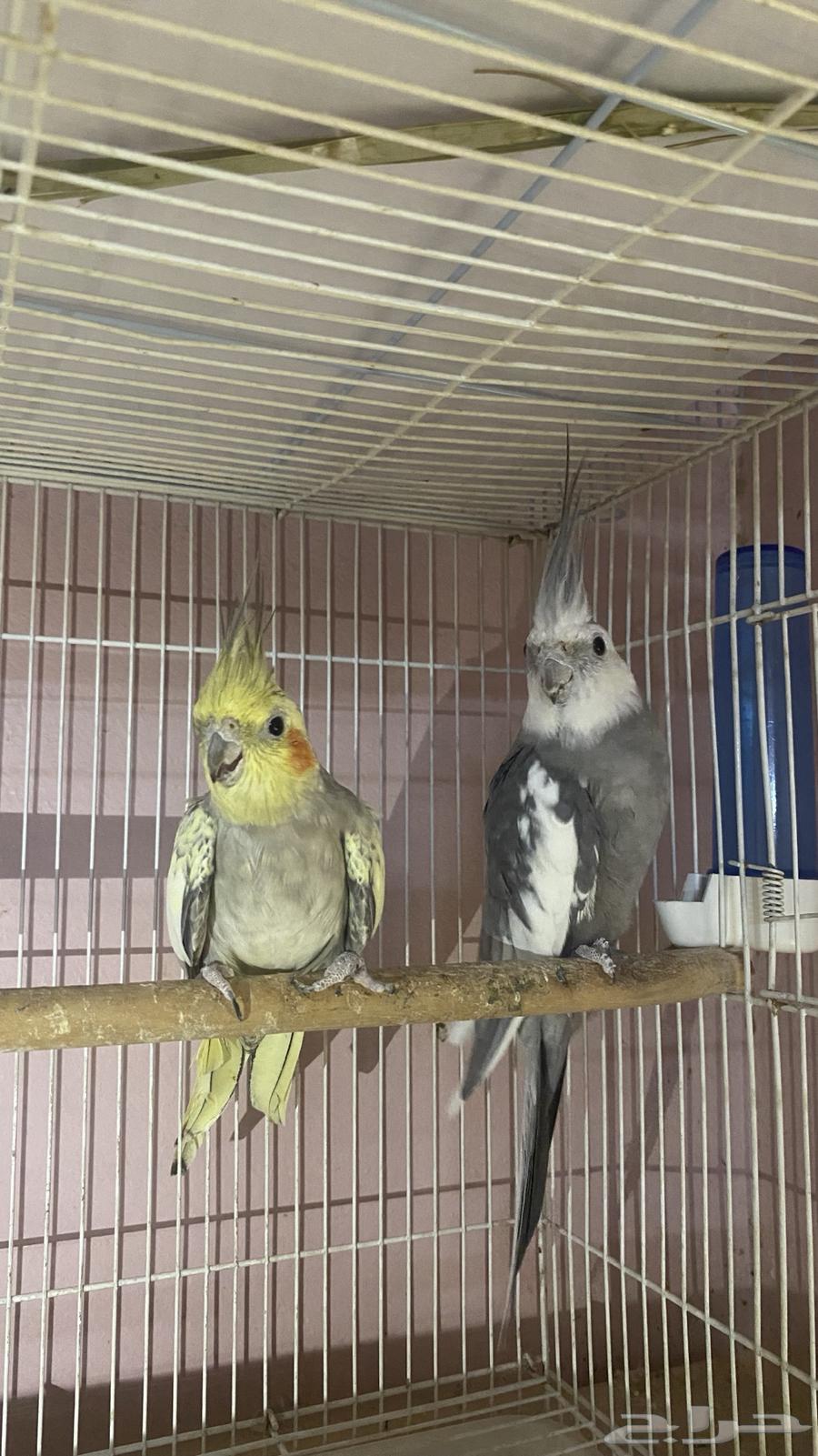 Breeding pair of conditionally productive crowns64384675007746111