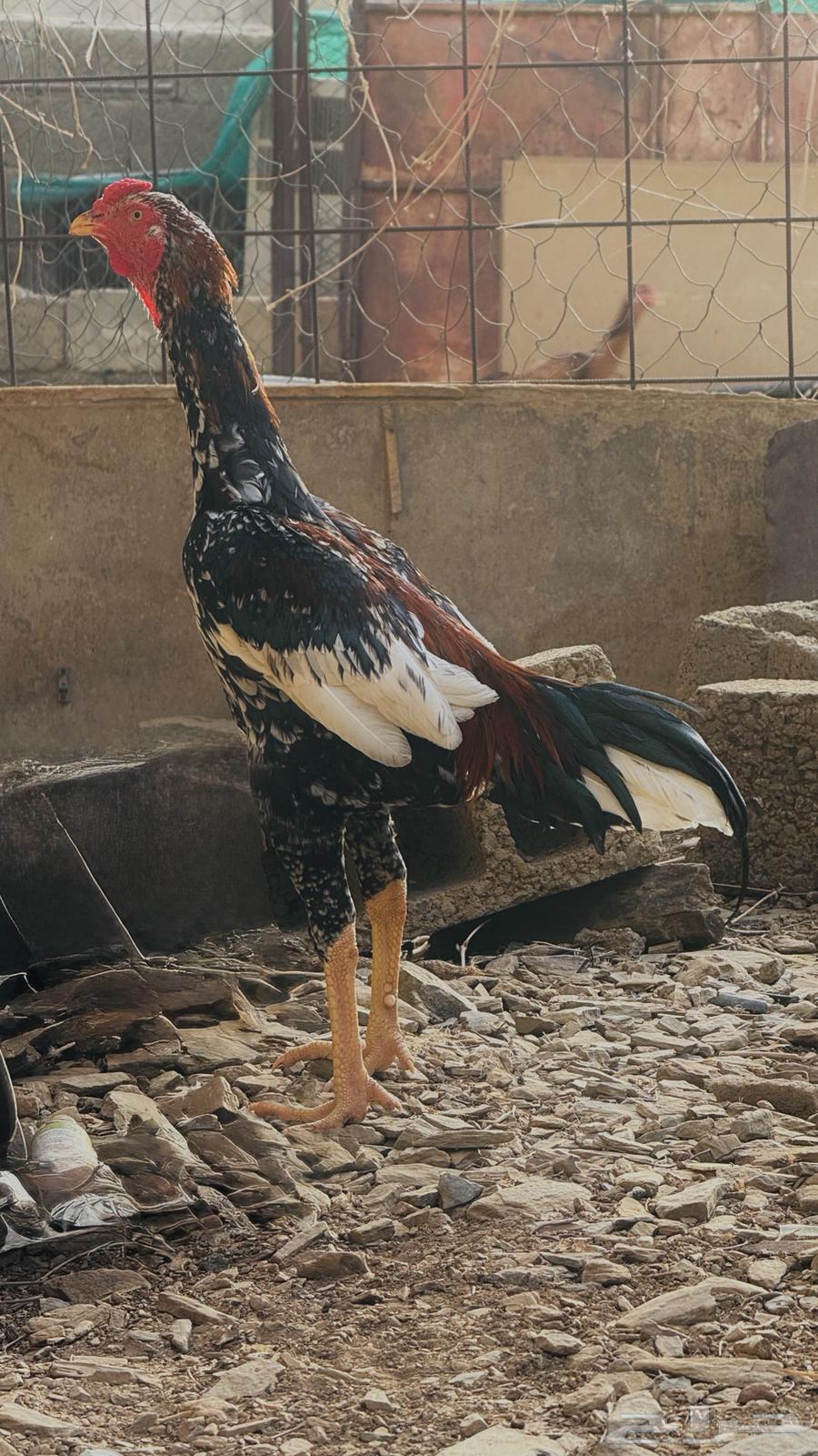 ديك باكستاني سندي64389736674817111