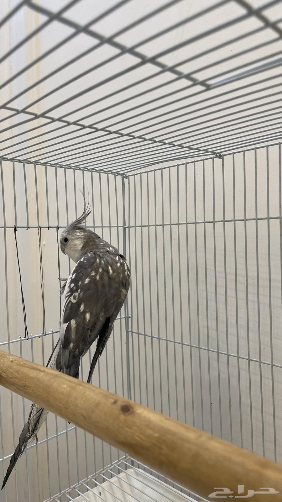 كروان اليف64380638760707110