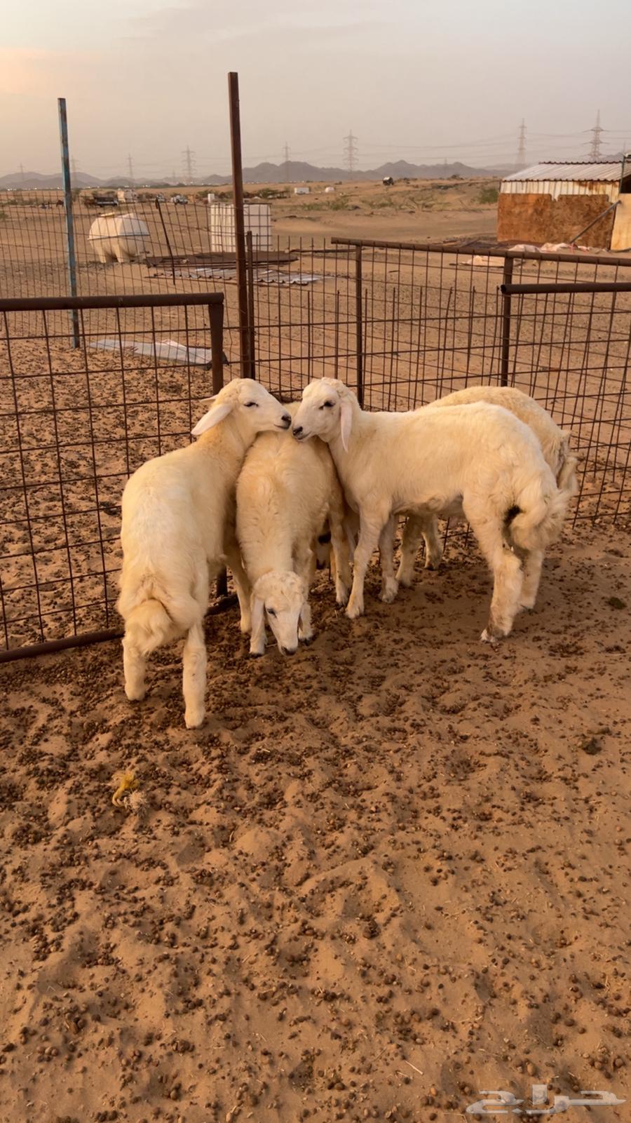 طليان للبيع64388162717825112