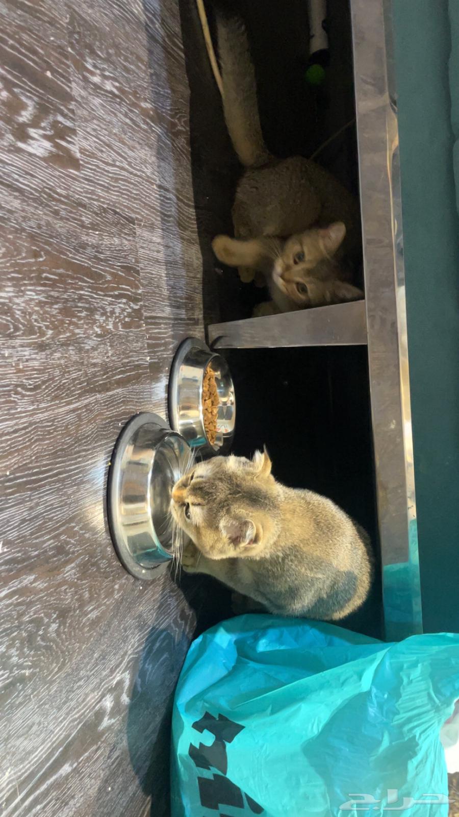 قطط سكوتش للبيع64378105543043114