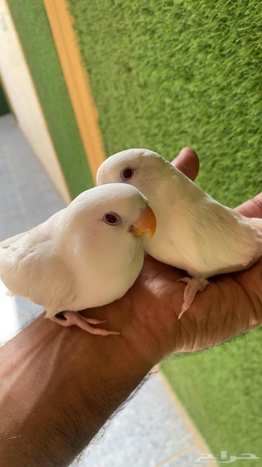 Bird of the day64374539587075111