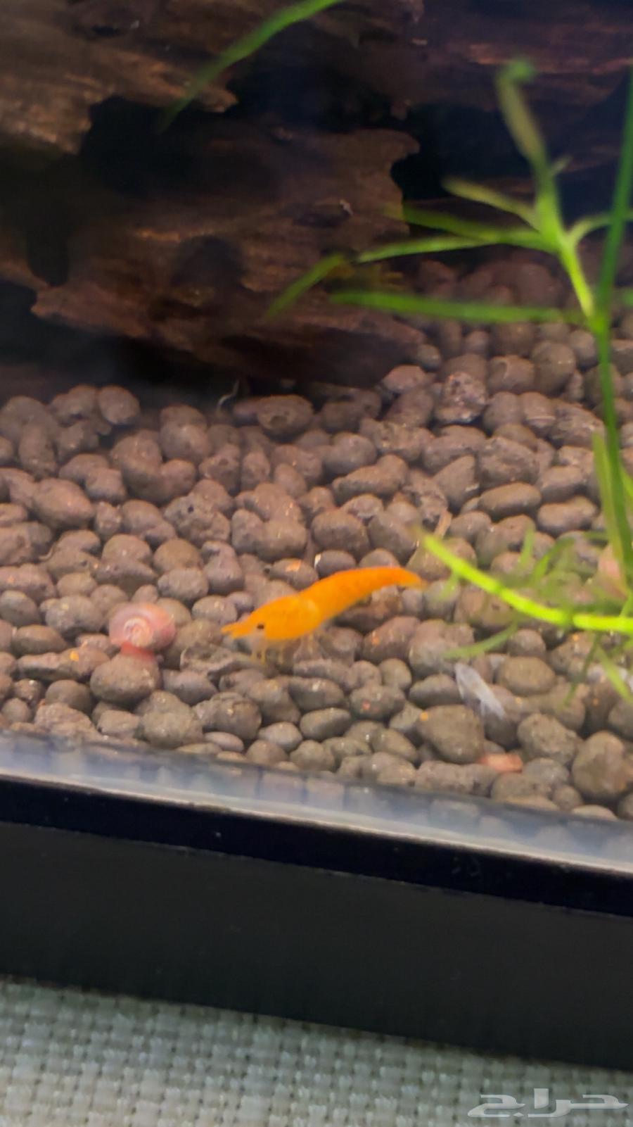 شرمب نهري برتقالي64388867305603110