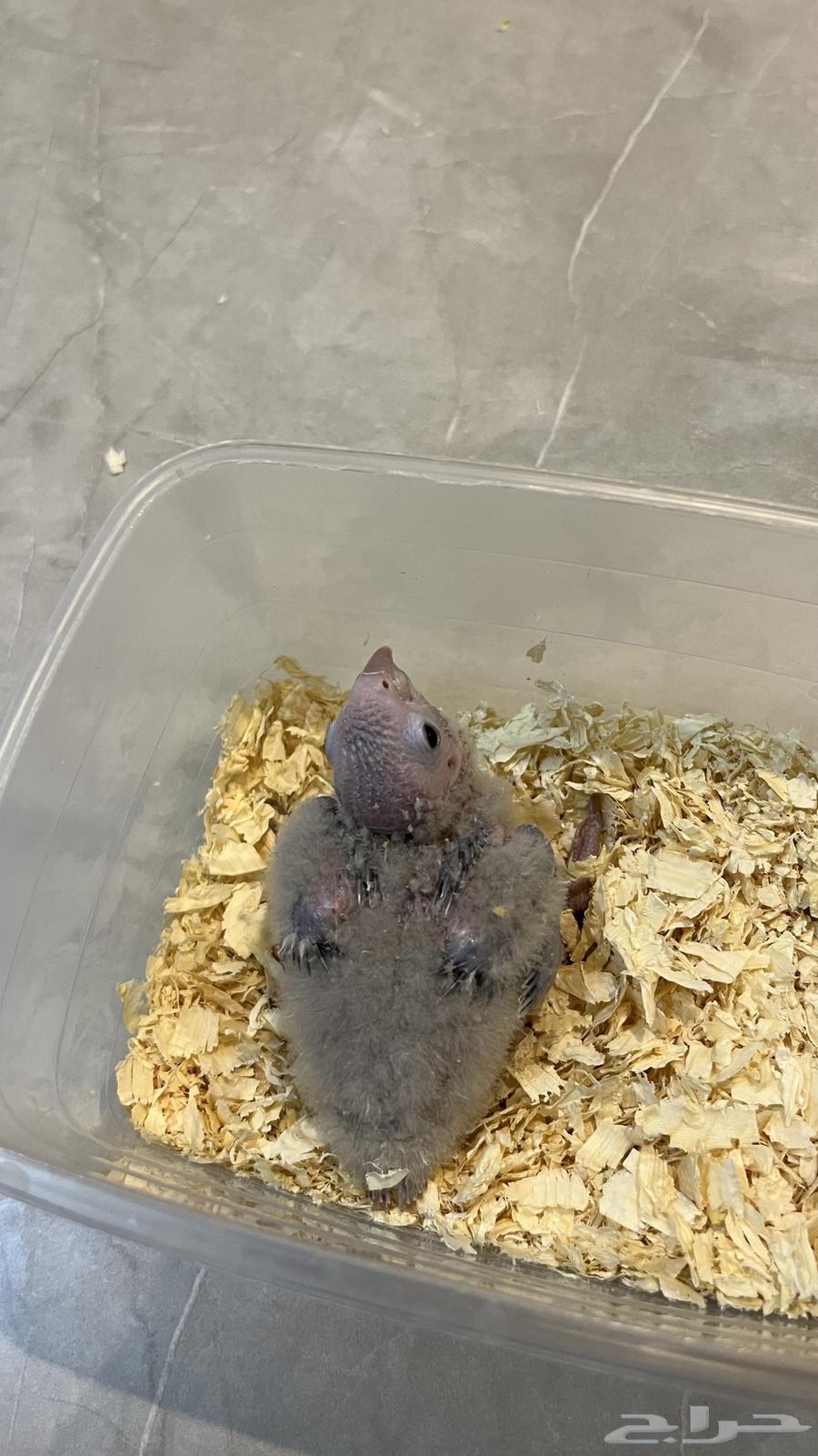 فرخ كنيور سينمون64392059632130113