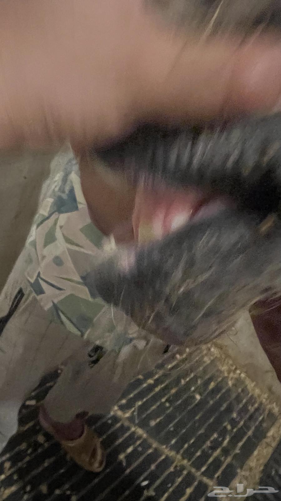 مهر للبيع64383898800897112