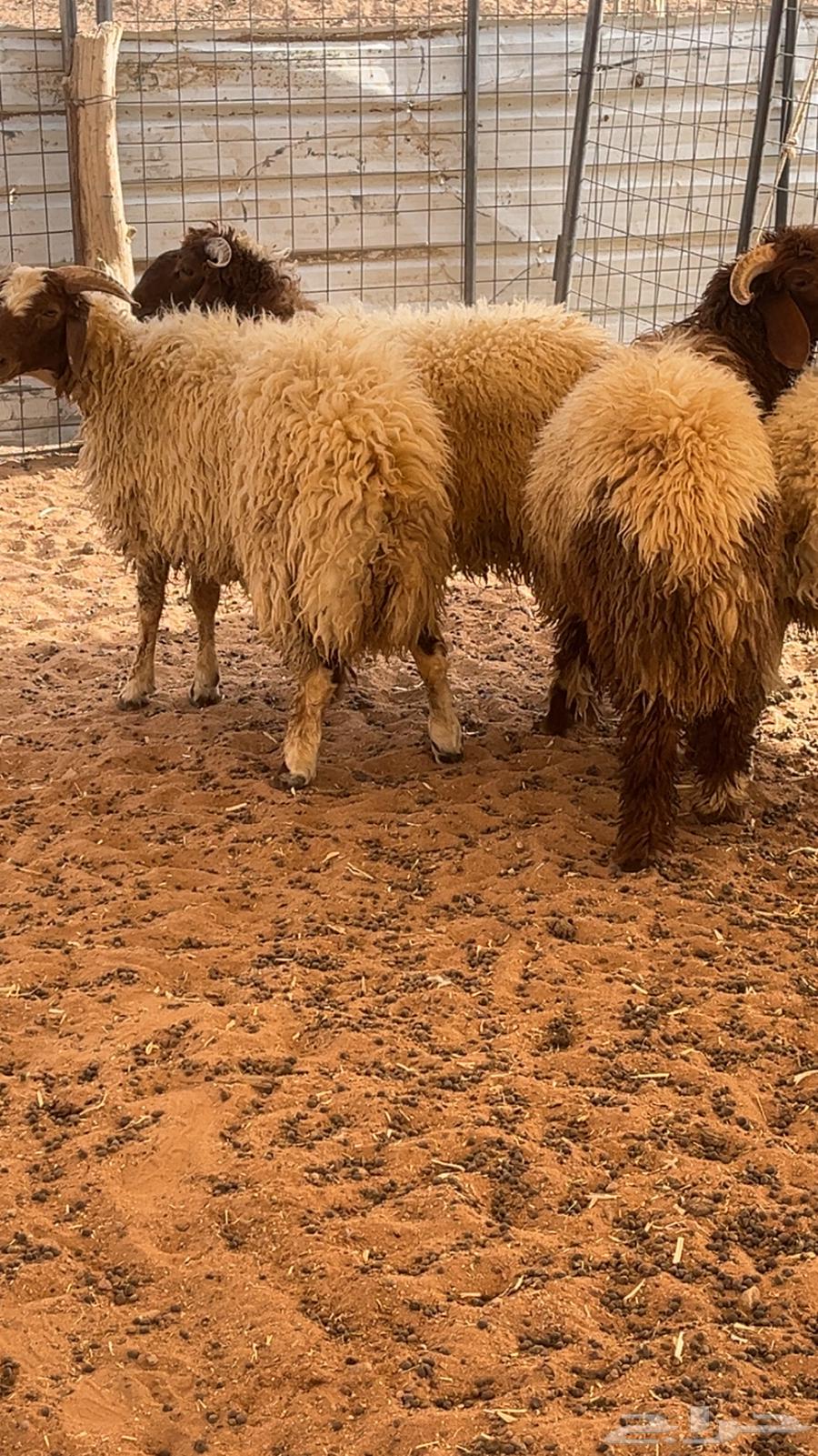 طليان للبيع تم البيع64386668734595110