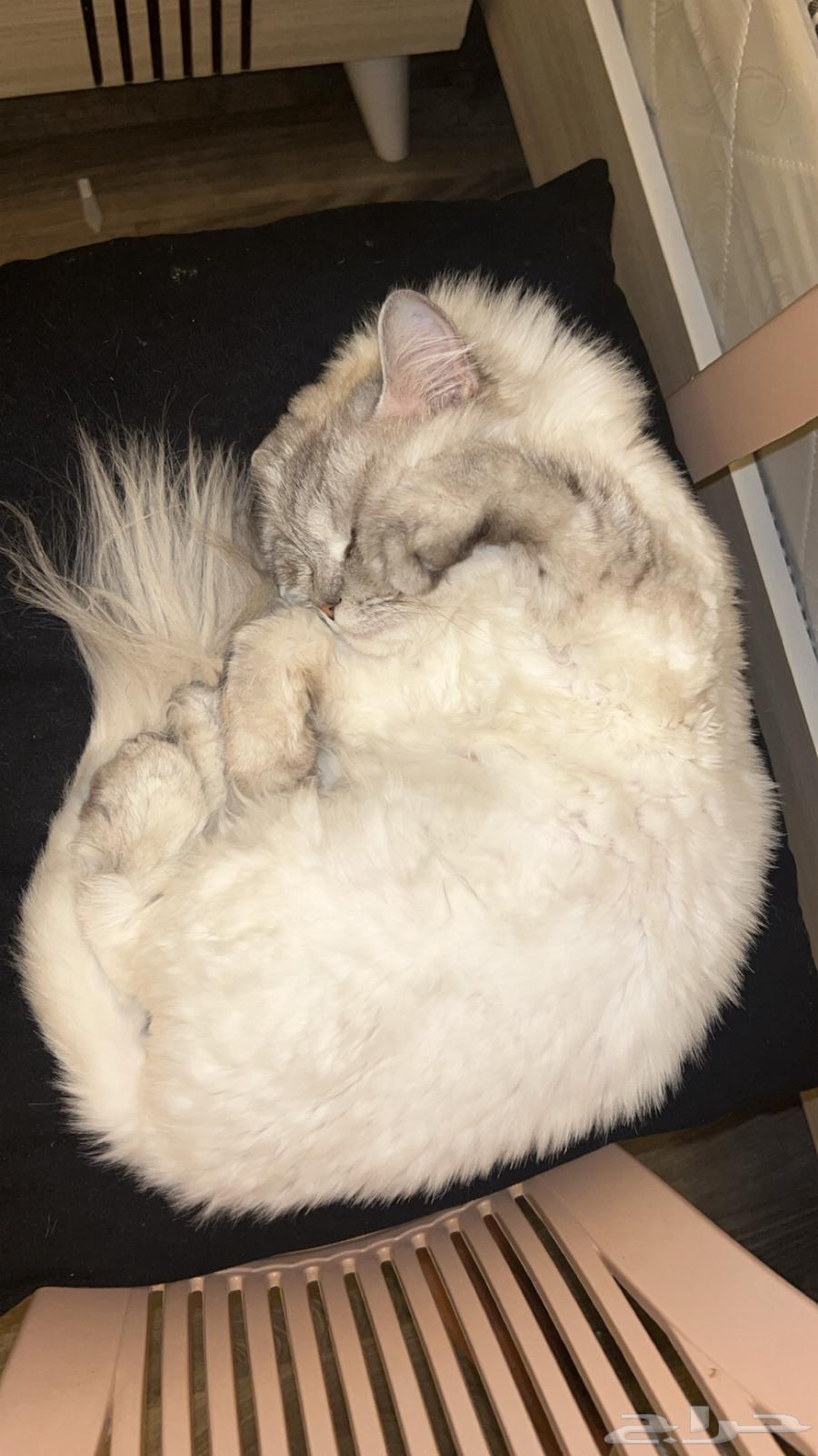 قطوه عمرها 3 سنين أنثى اليفه الحد 50064388647048065114