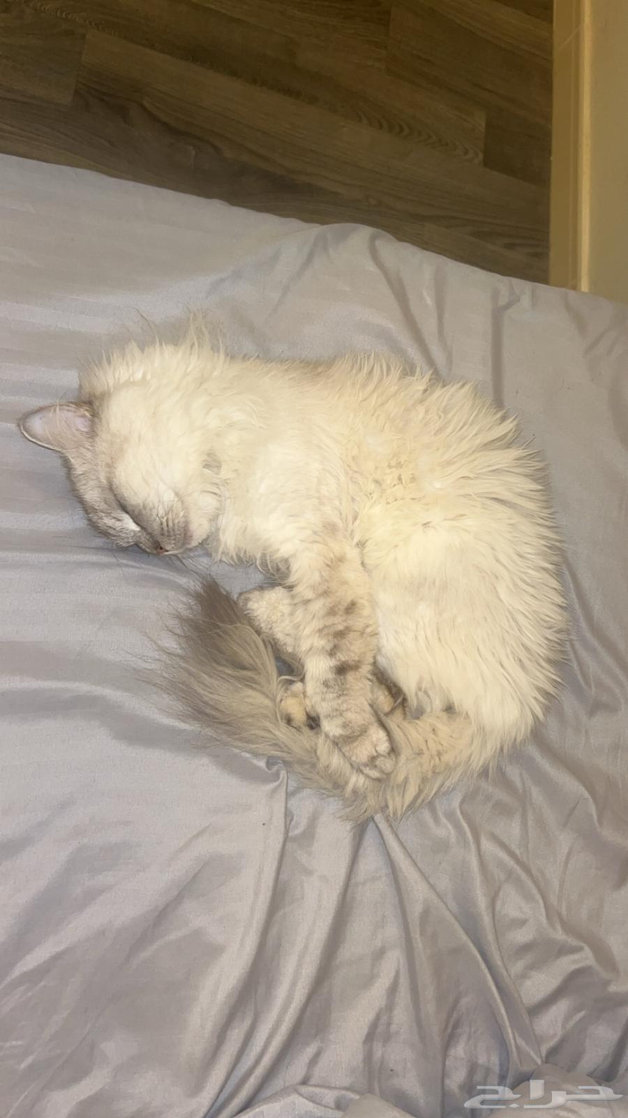 قطوه عمرها 3 سنين أنثى اليفه الحد 50064388647048065110