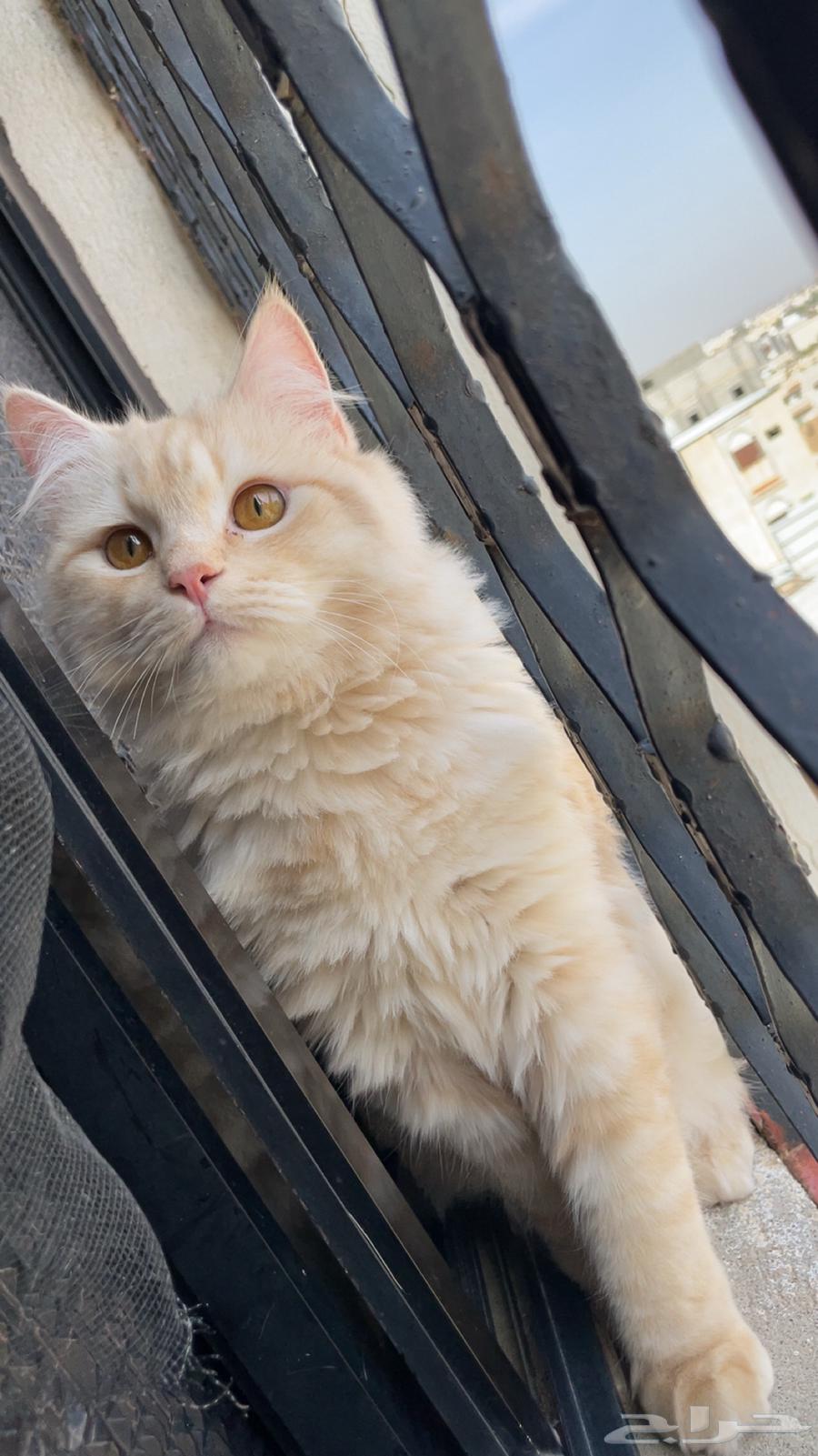 Shirazi cat, one and a half years old, available for adoption, neutered64382279214338112