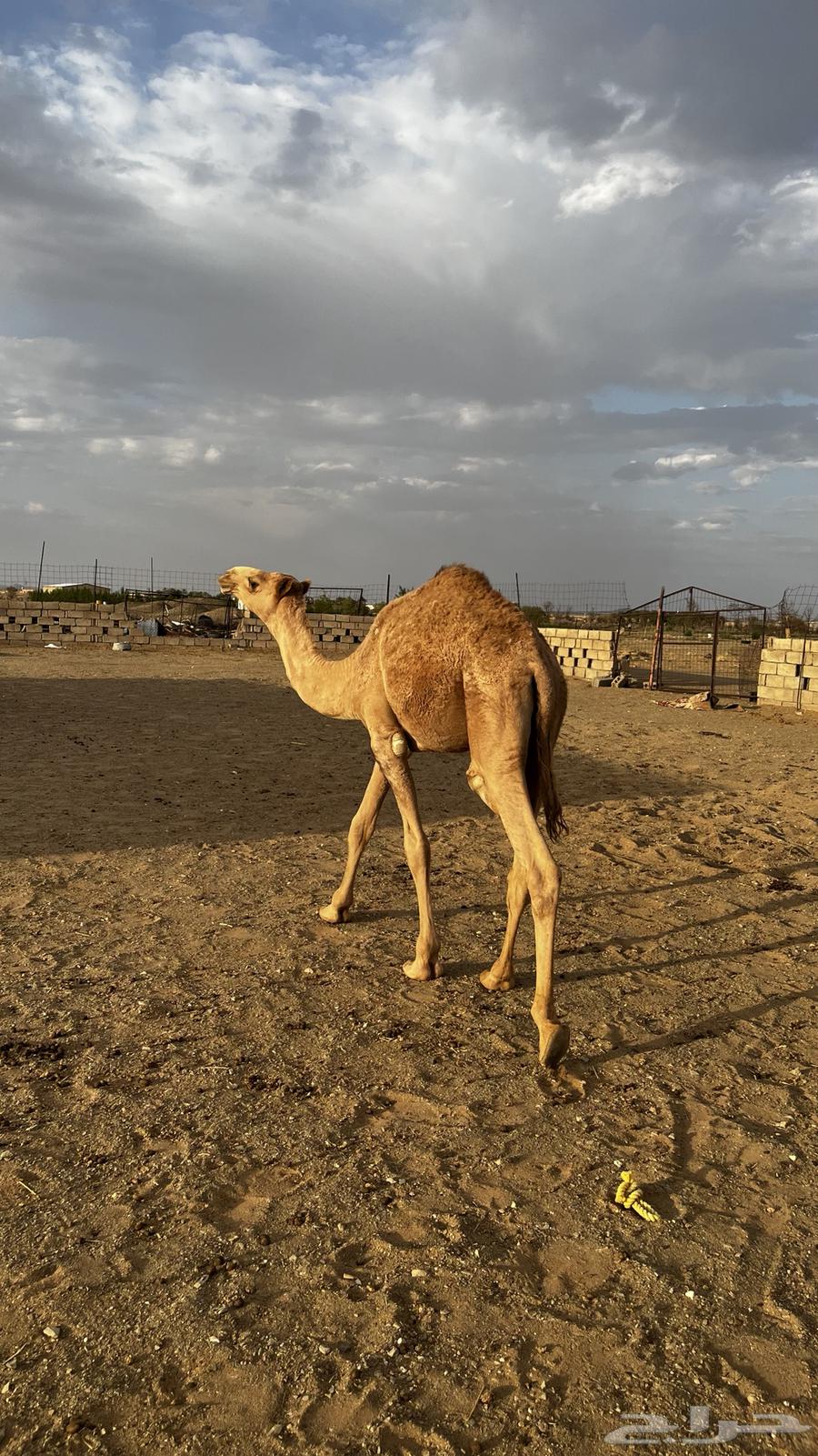 قعود قصب للبيع64387118024707110