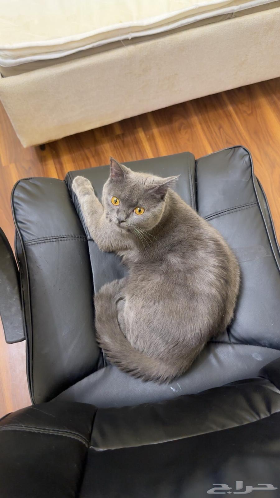قط للبيع64386096390659112