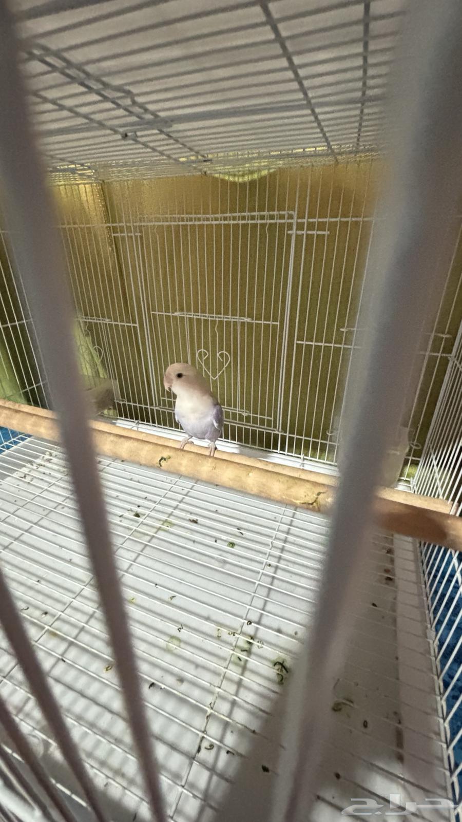 زوج روز منتج64381534752897110