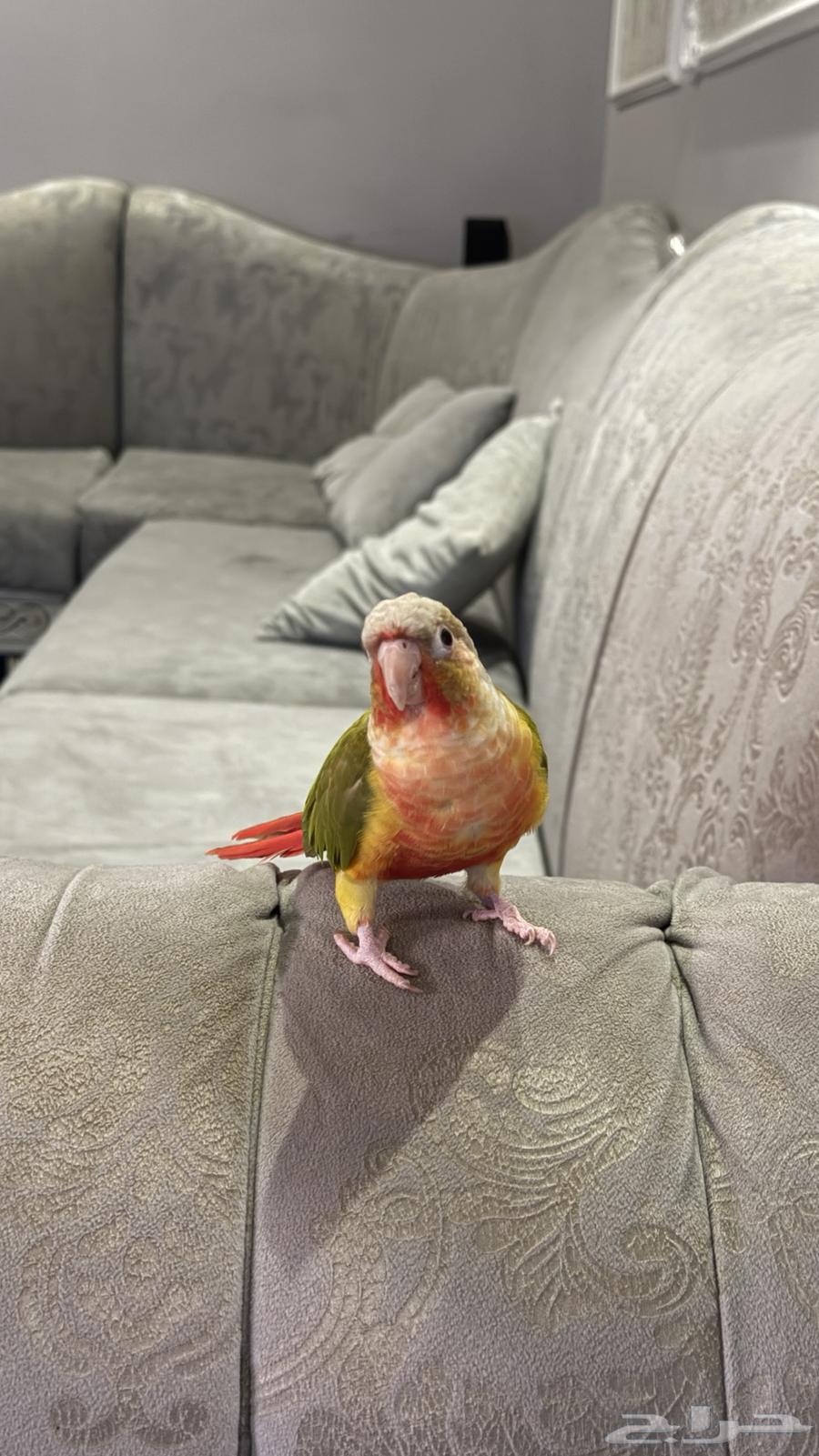 ببغاء كنيور رد دبل فاكتور64381976167427112