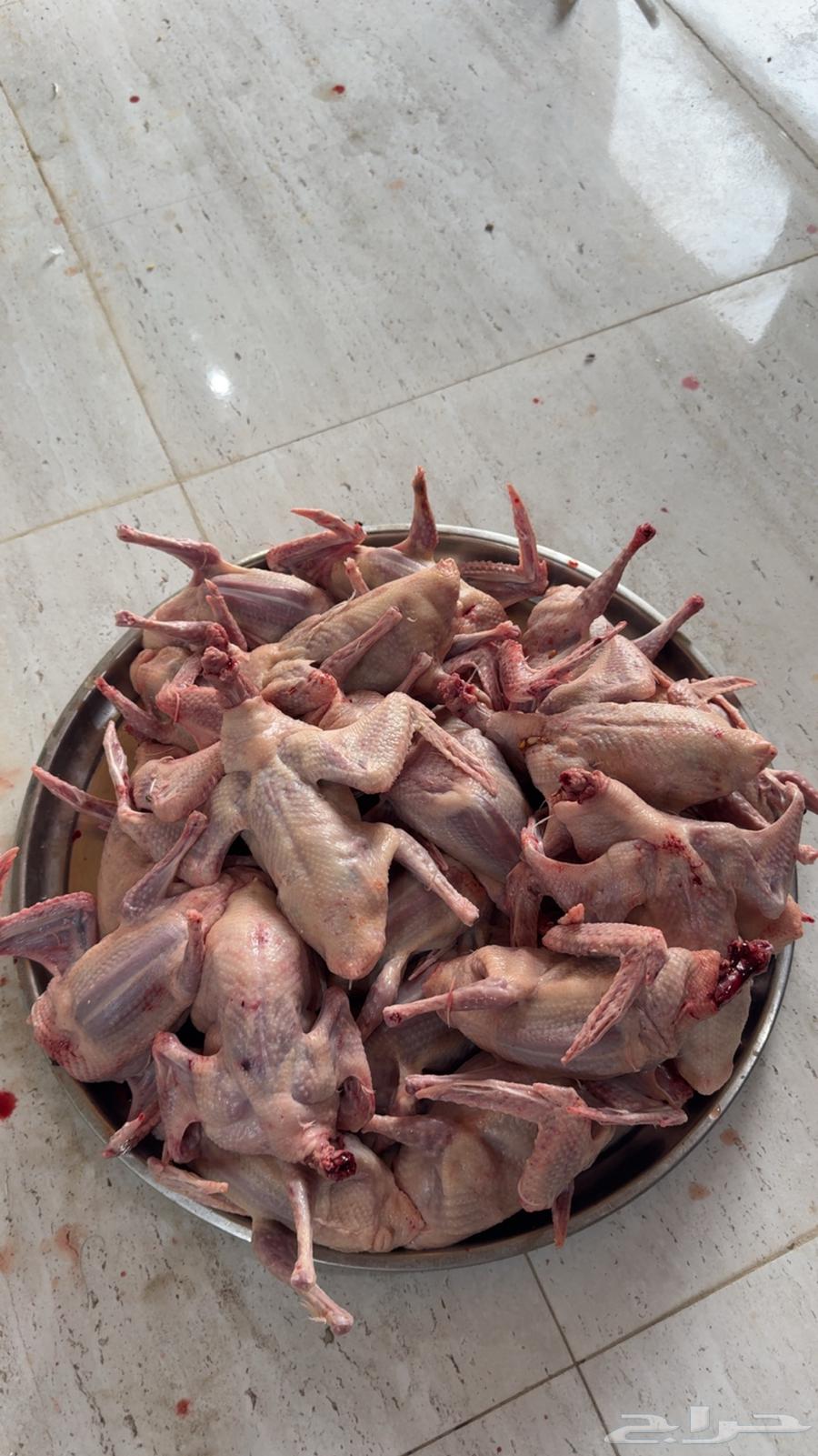 زغليل فرنسي مذبوح للبيع64390026754051112