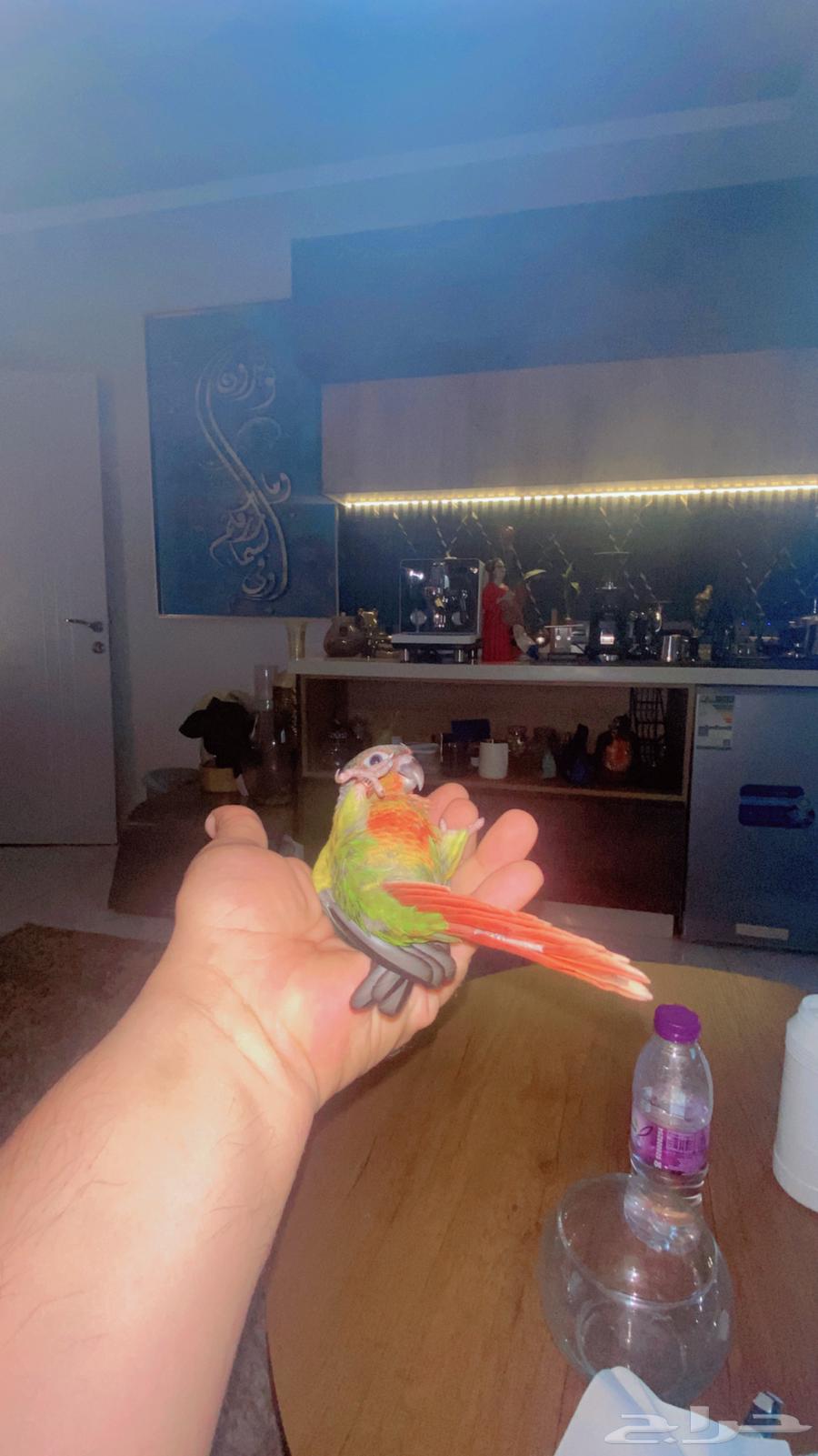 فرخ كنيور اليف جدا64381878475779112