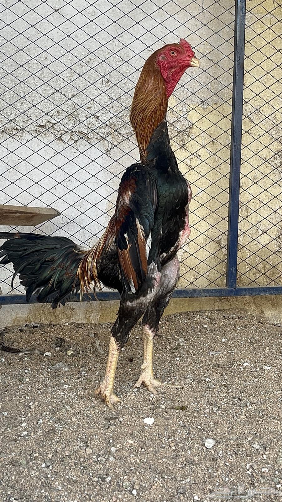 ديك شامو ياباني اوساكا64378774764930113