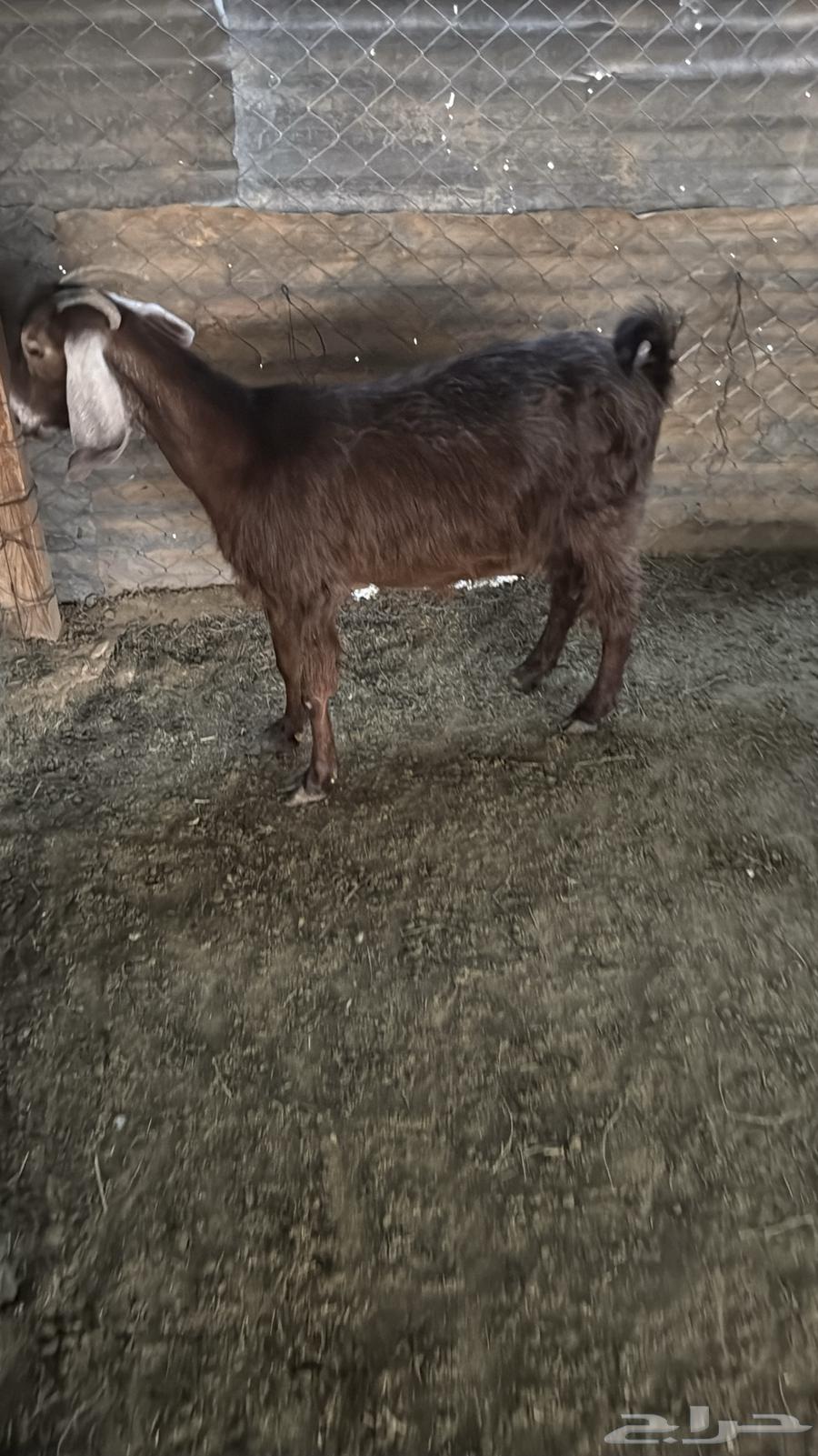 البيع عنز ونجديه دفيع64388661025666111