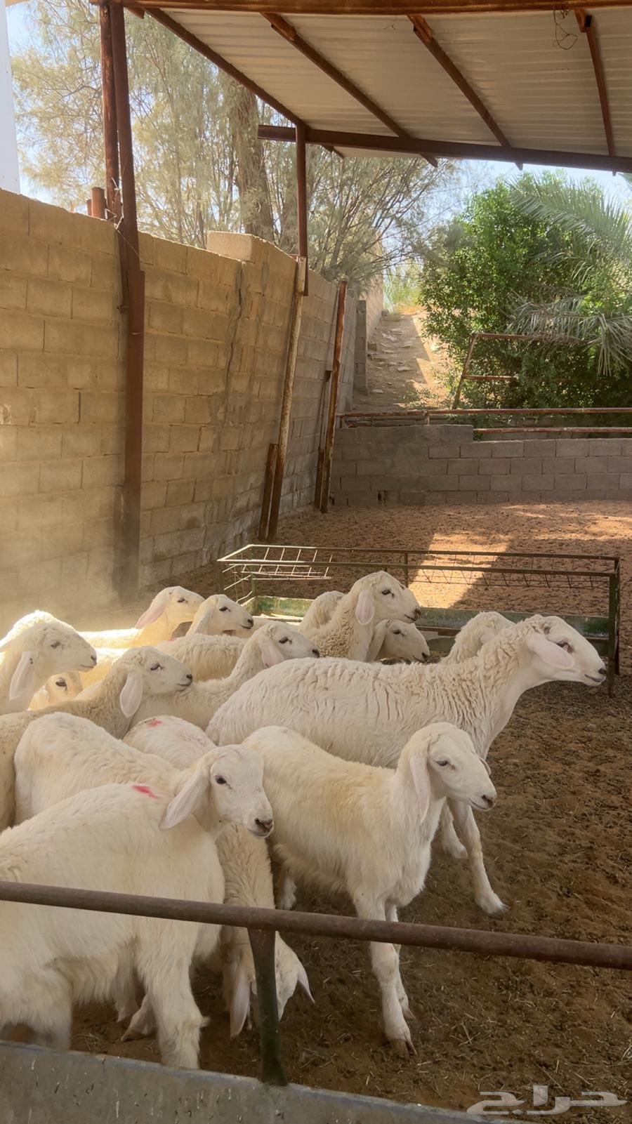 للبيع بهم حري خرفان64381699251841113