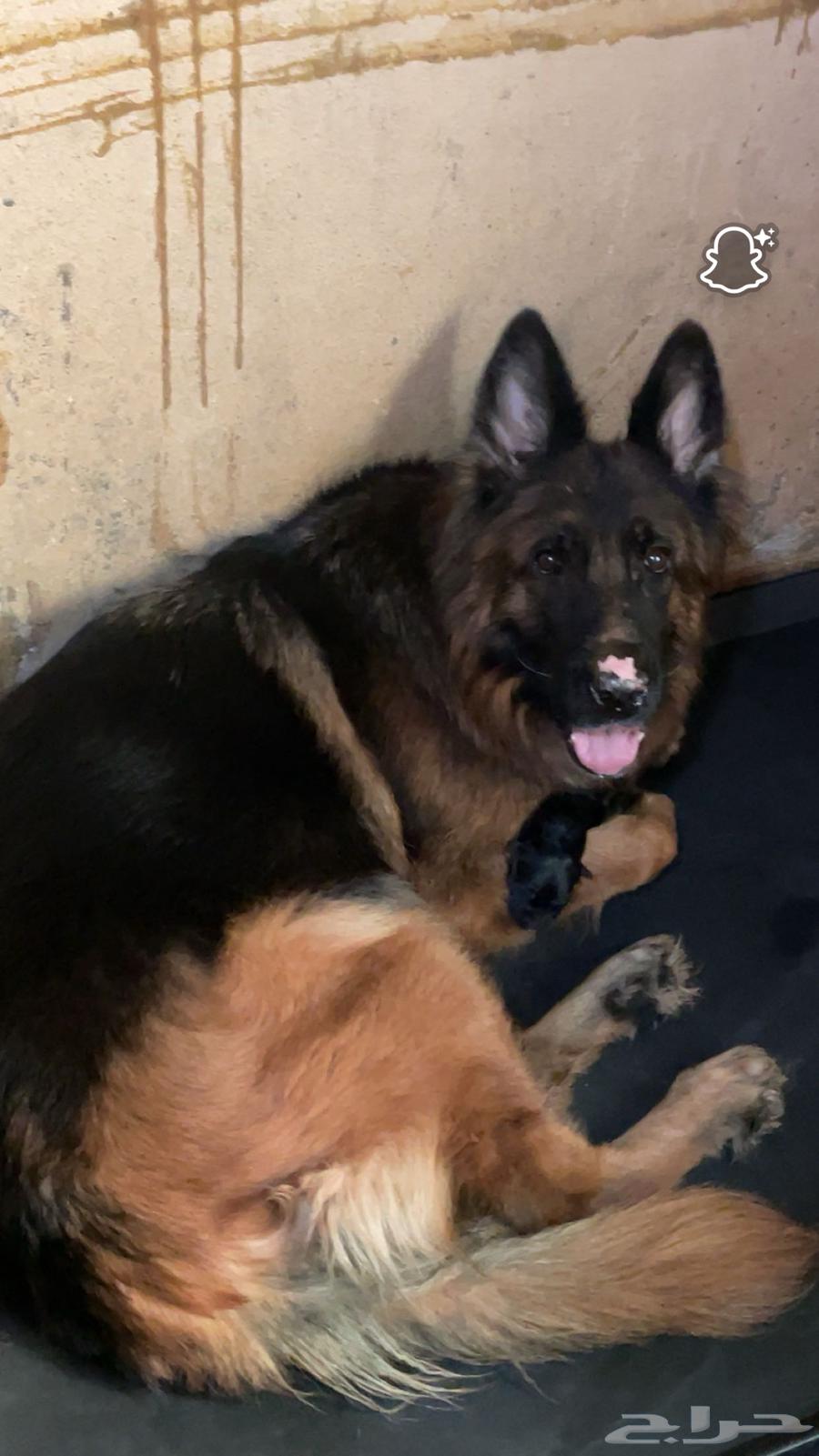 للبيع انثى جيرمن شولاين معاها جروه64385341790081110
