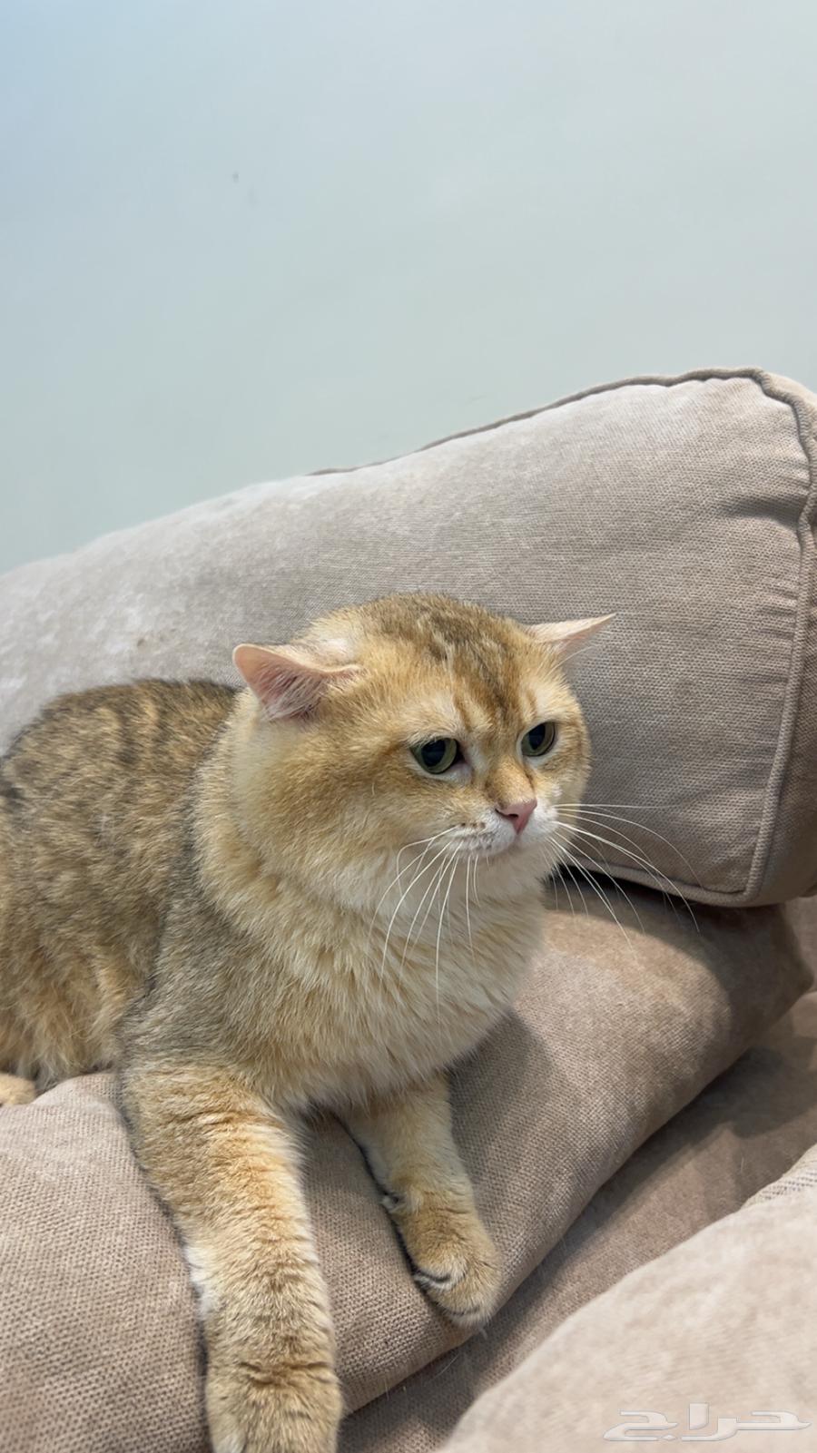 قط سكوتش ستريت للبيع64384883507073110