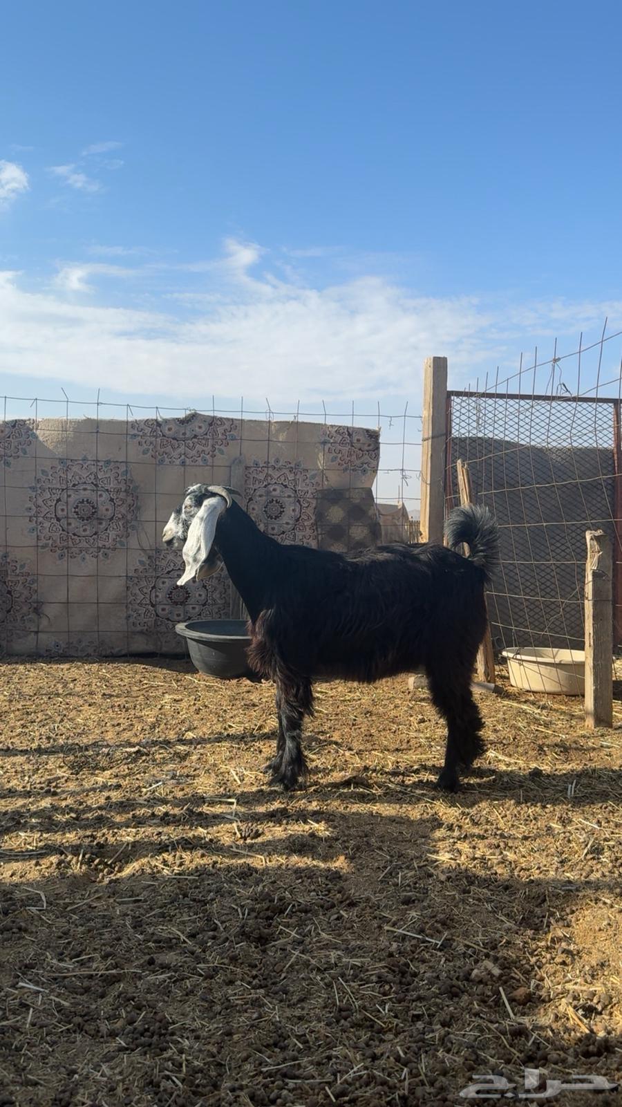 Cross calf, horned, trunk with hood, 6 months old, production of Al-Murrah, weight 102064380463432835110