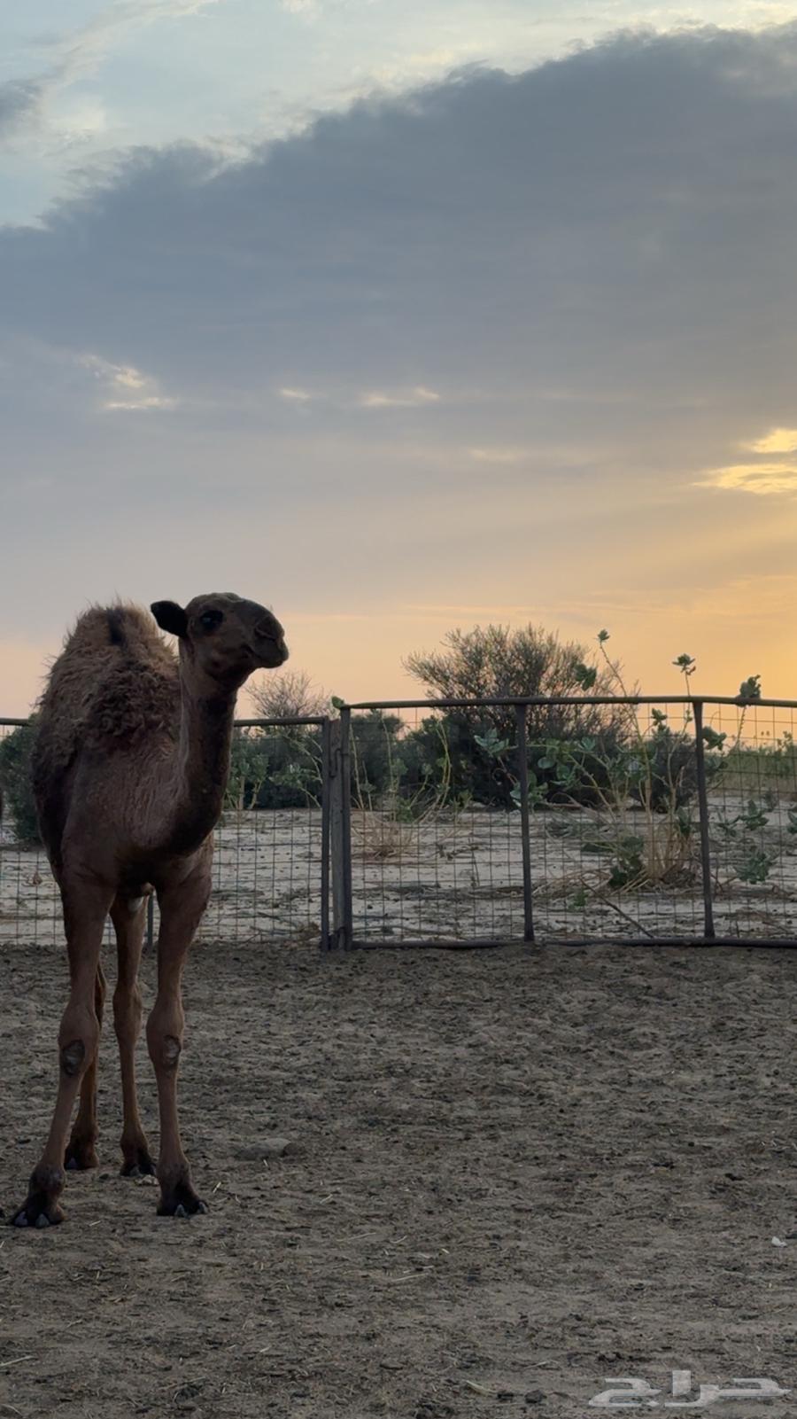 بكره صفراء دبيانيه عمرها 5 اشهر طيبه توصل وتساب64388976837121112