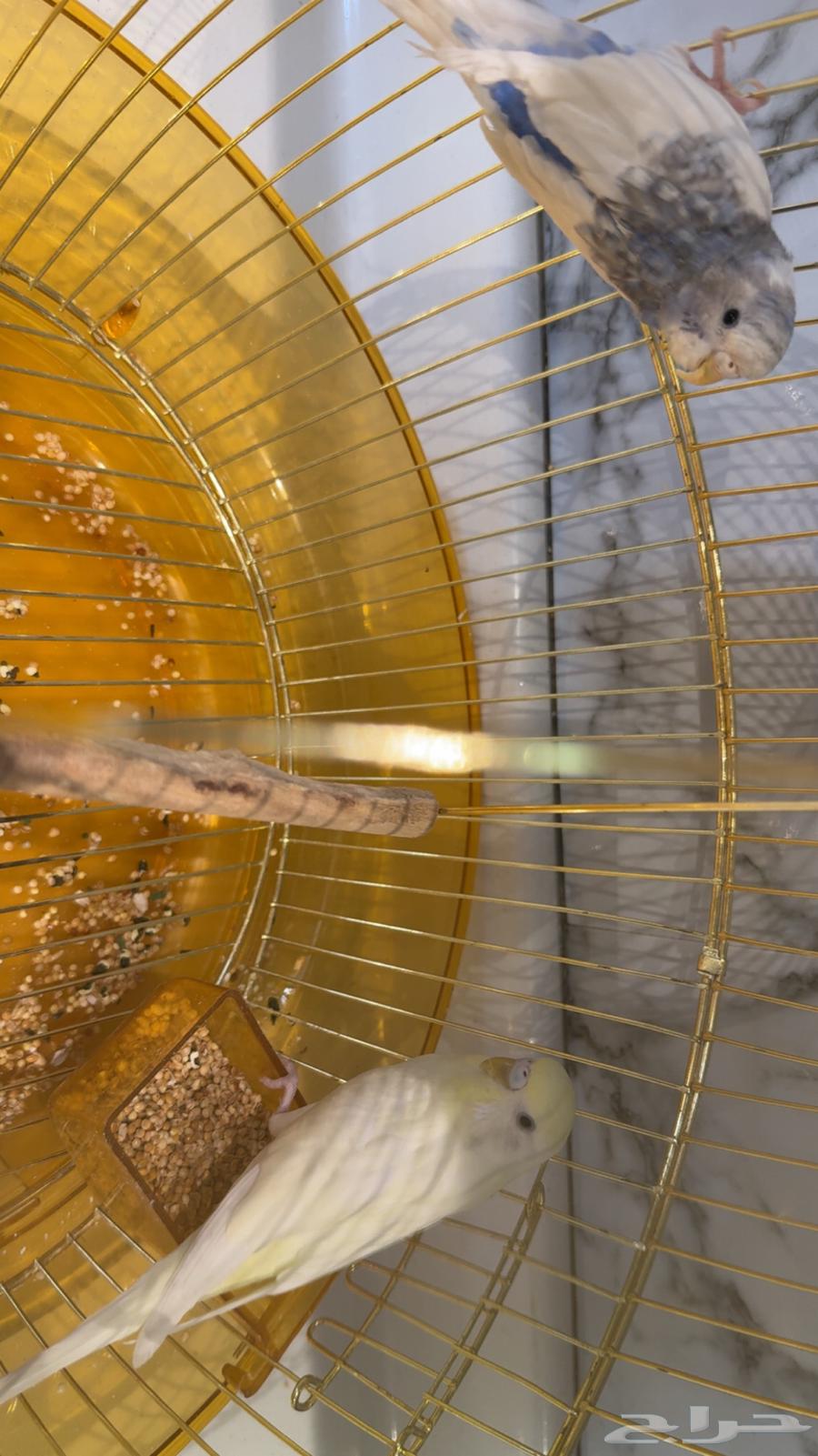 طيور للبيع64389806085123110