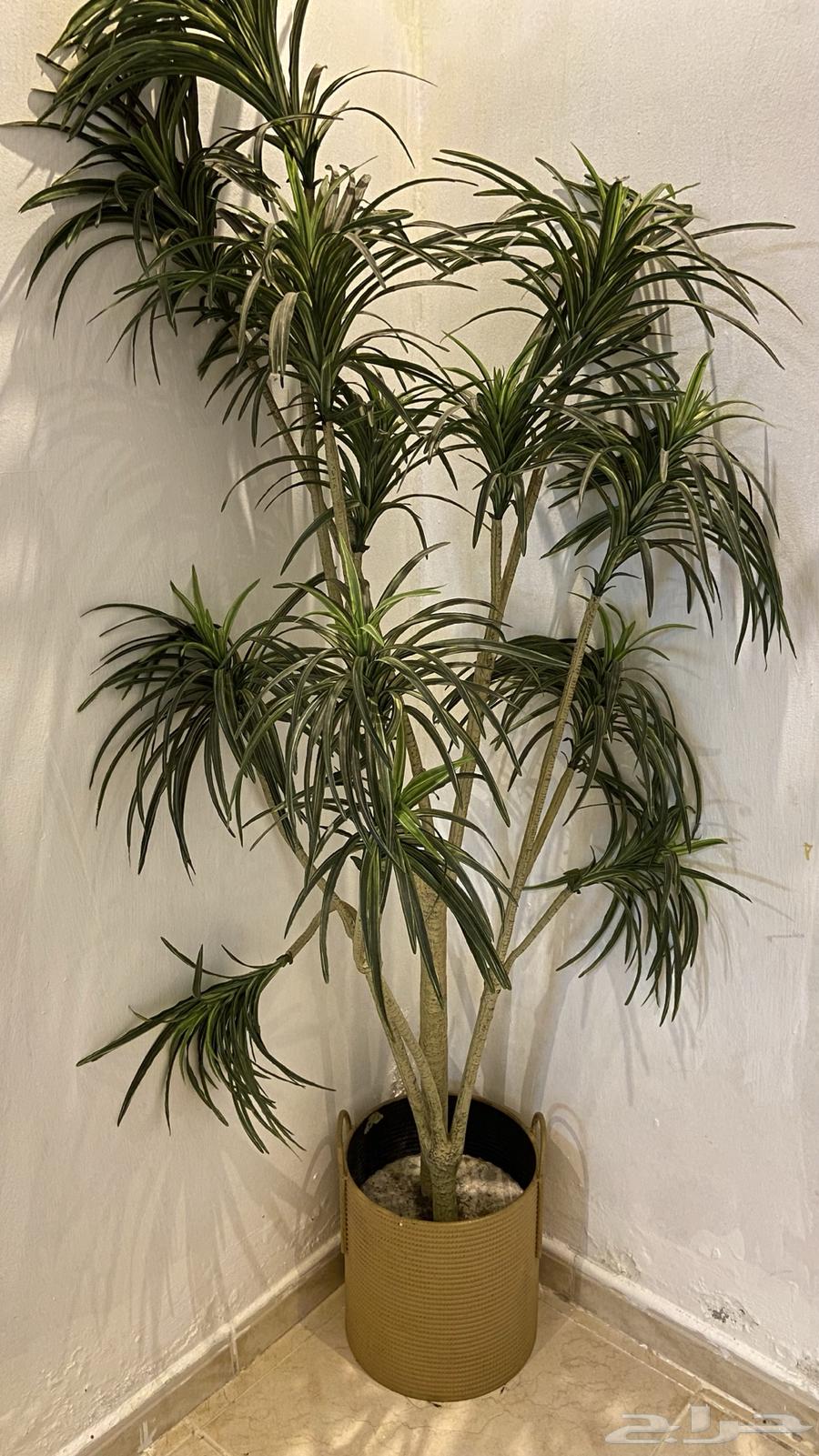 شجرة صناعية طولها مترين نظيفة وسليمة مع سطل حديد64387676473217110