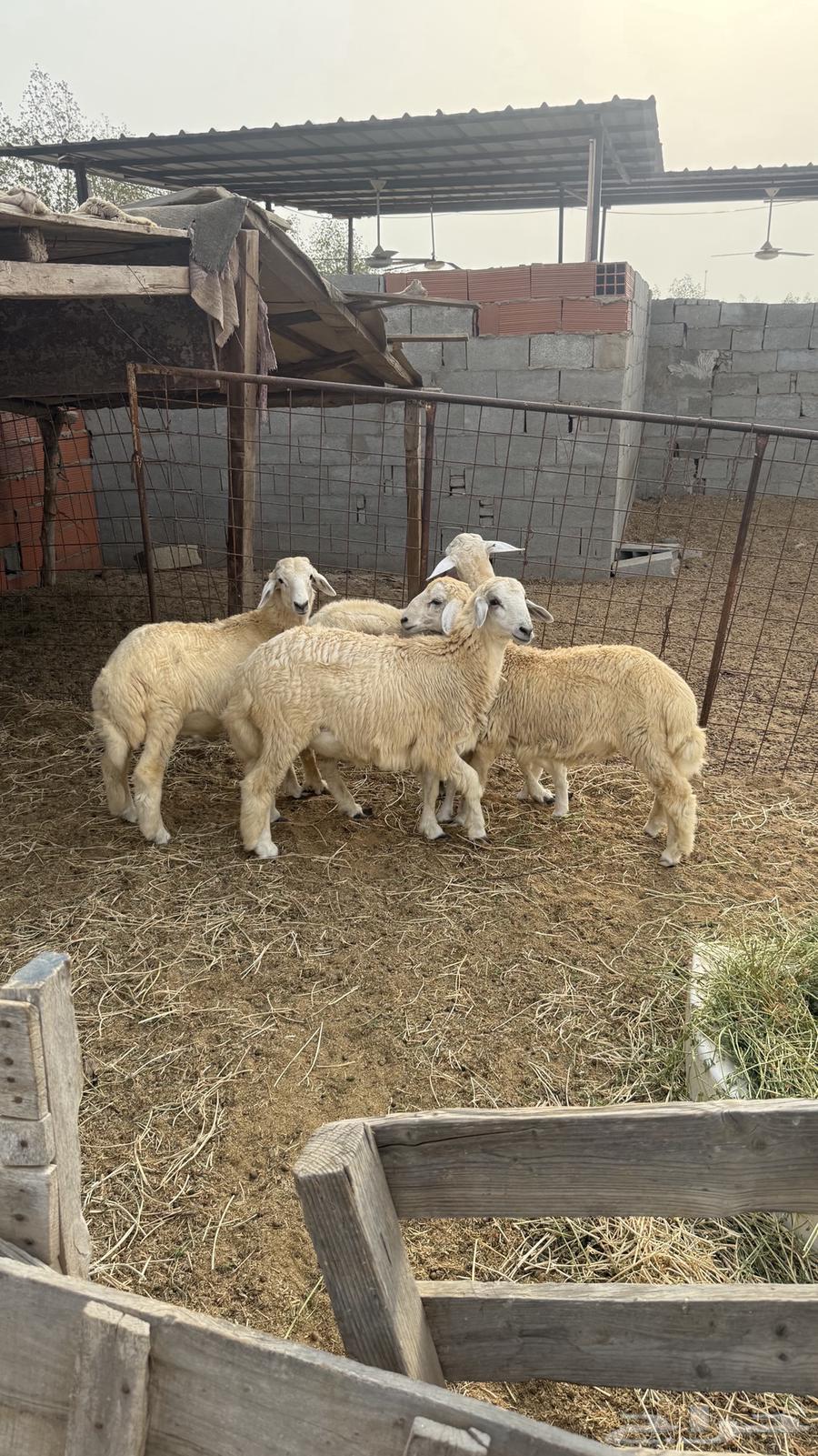 طليان حري طيبة للبيع64382086669057110