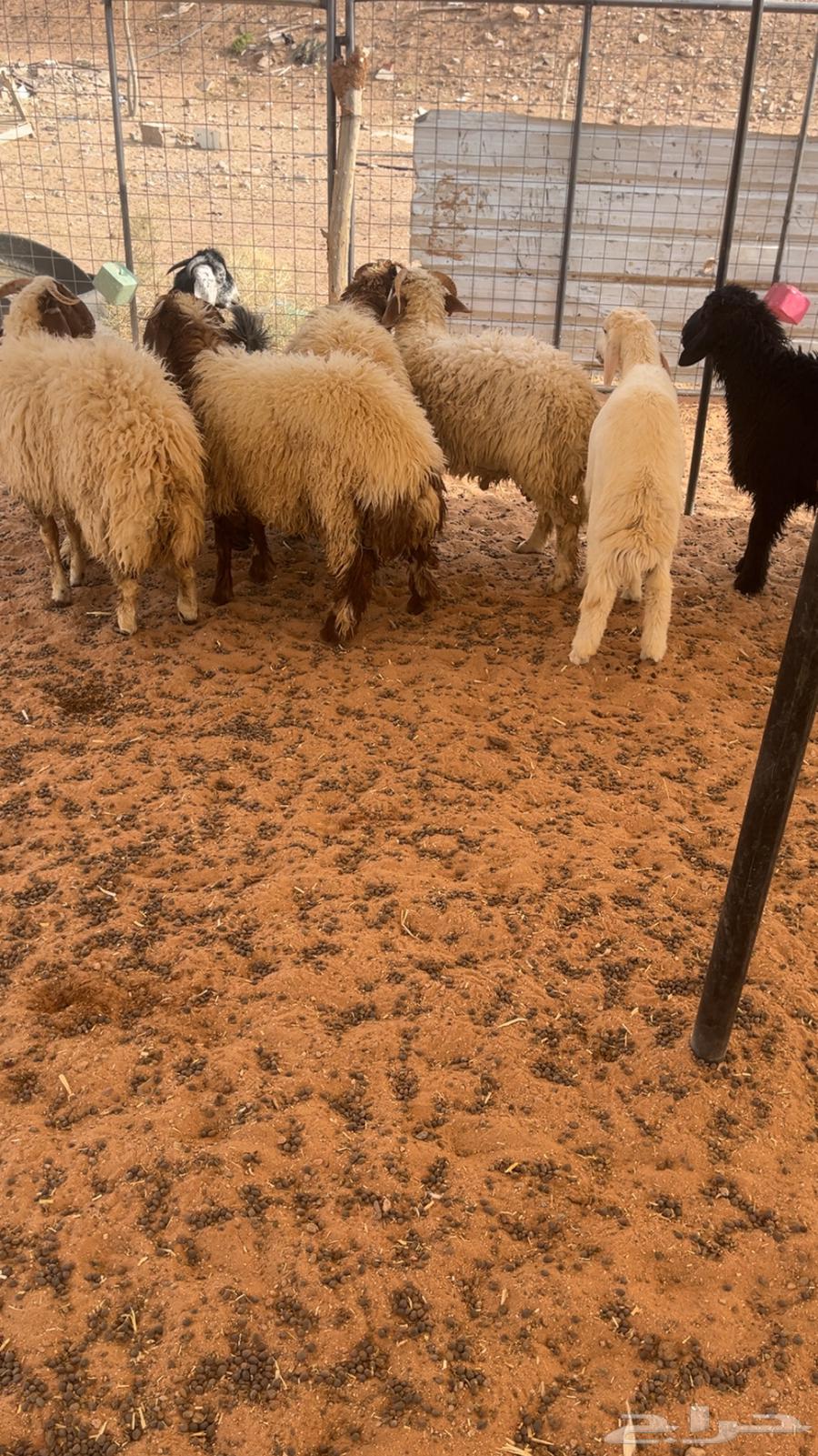 طليان للبيع تم البيع64386668734595114