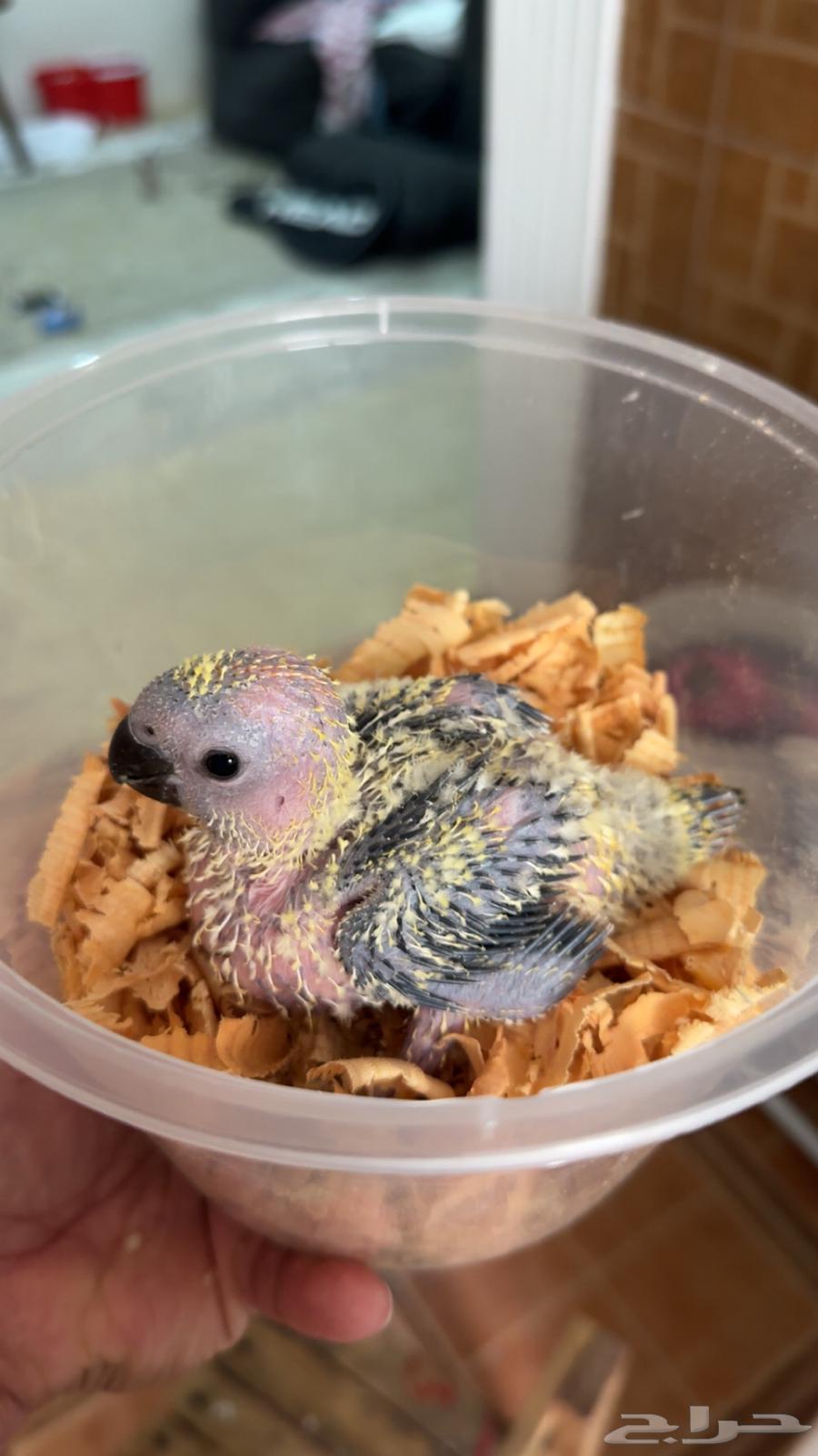 فرخ صن كنيور حجم جامبو64381906535425110