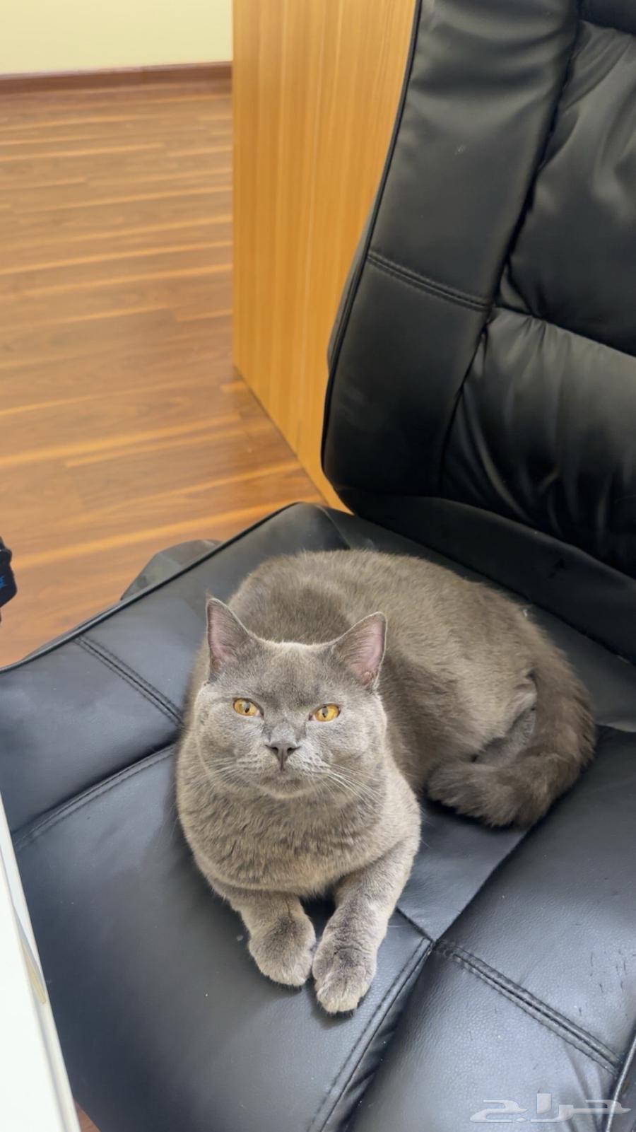 قط للبيع64386096390659111