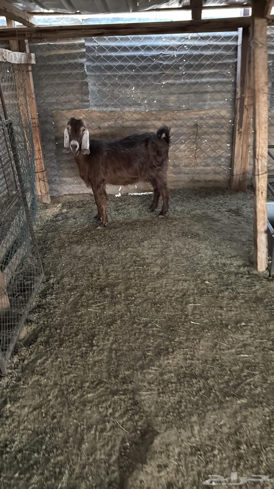 البيع عنز ونجديه دفيع64388661025666112