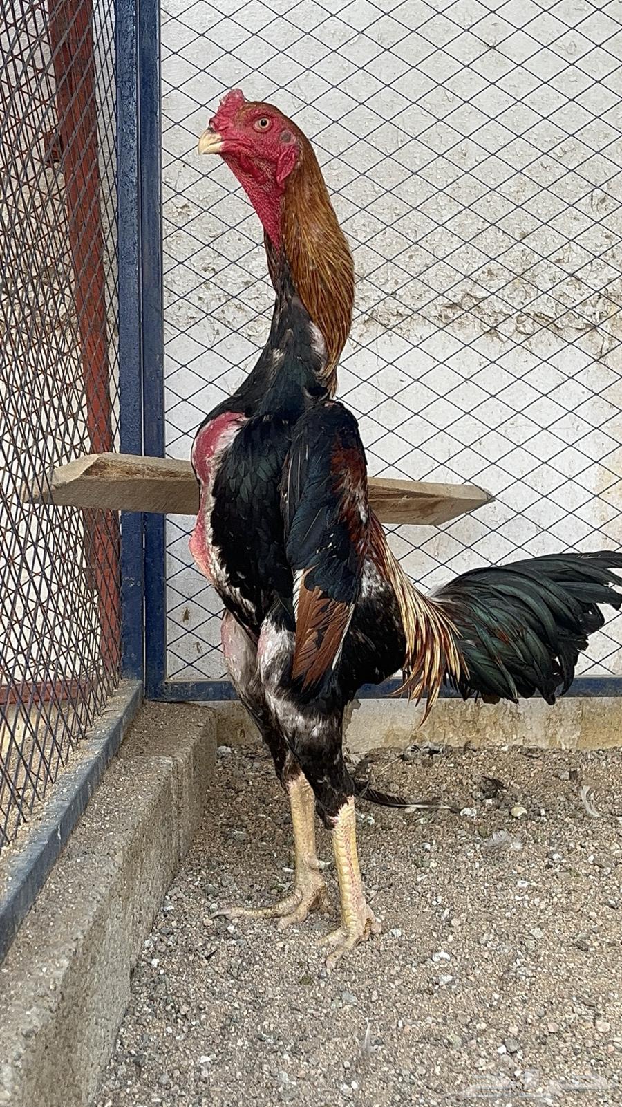 ديك شامو ياباني اوساكا64378774764930111