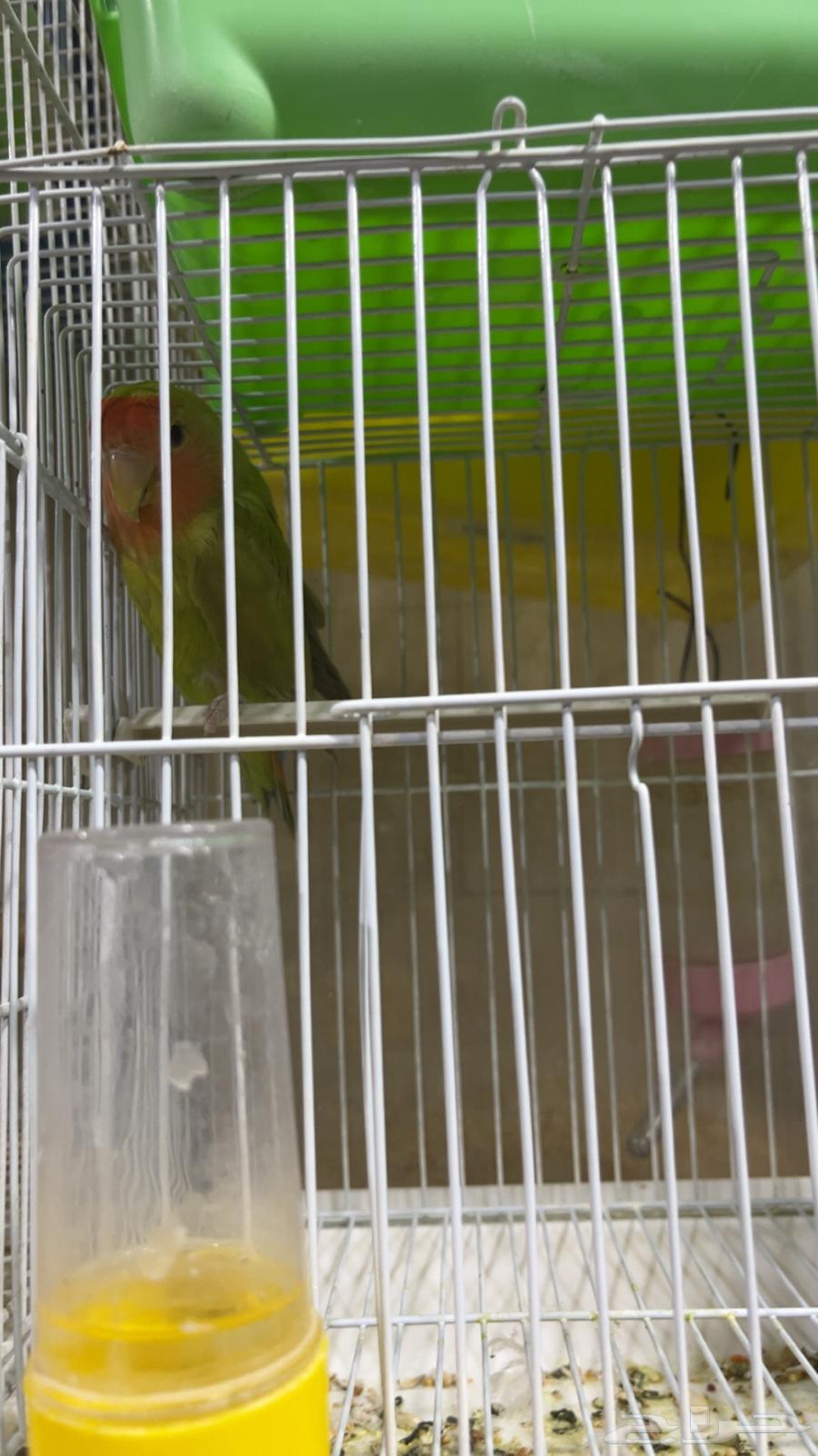 طير روز الخرج أليف64378803626242111