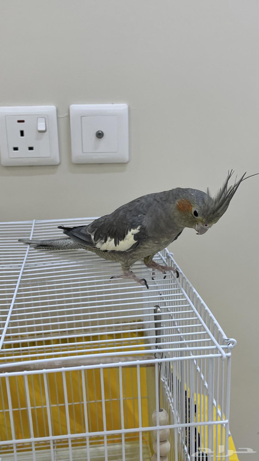 انثى كروان64388190112897113