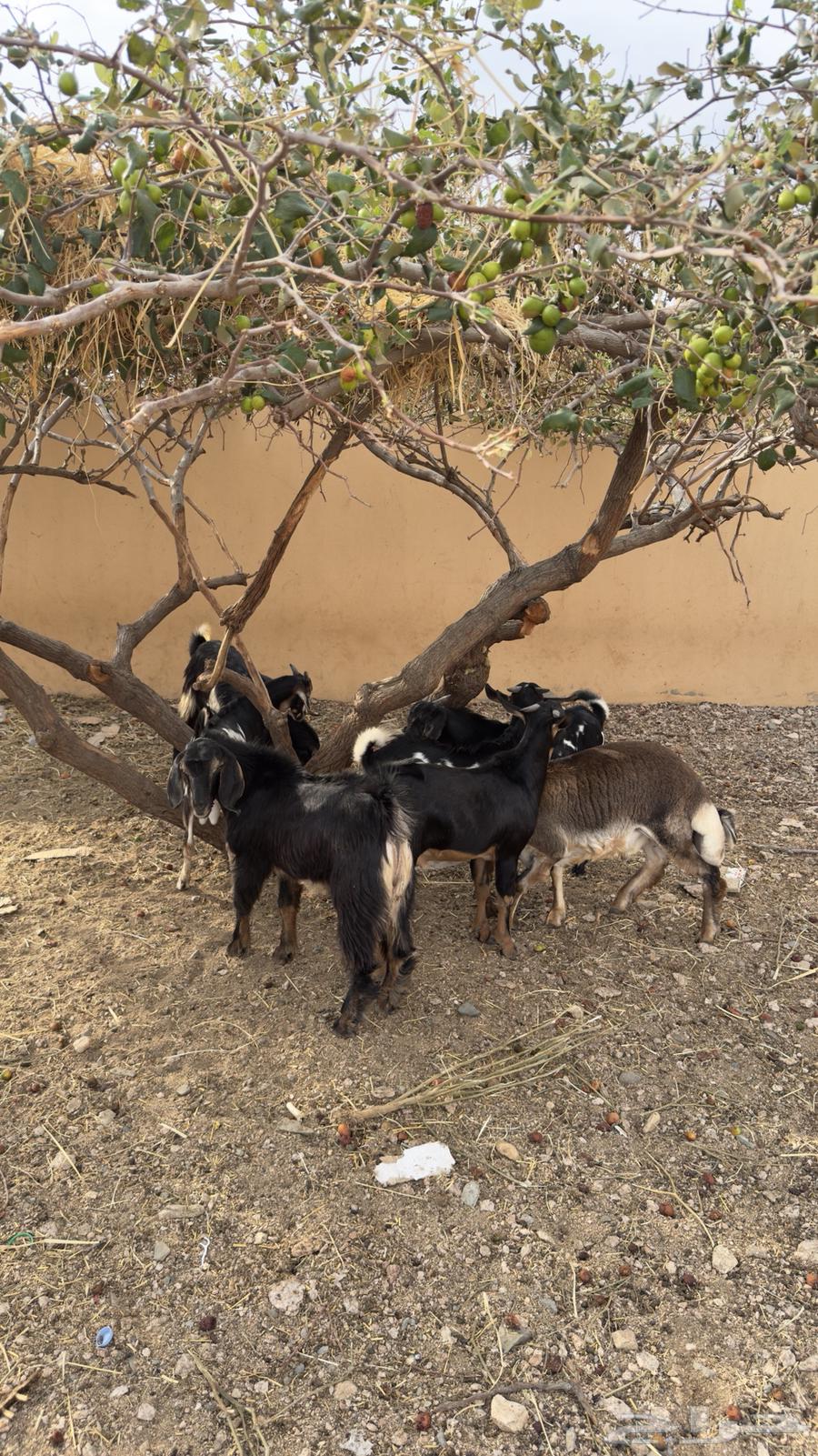 للبيع 6 تيوس وخروف64385411739137111