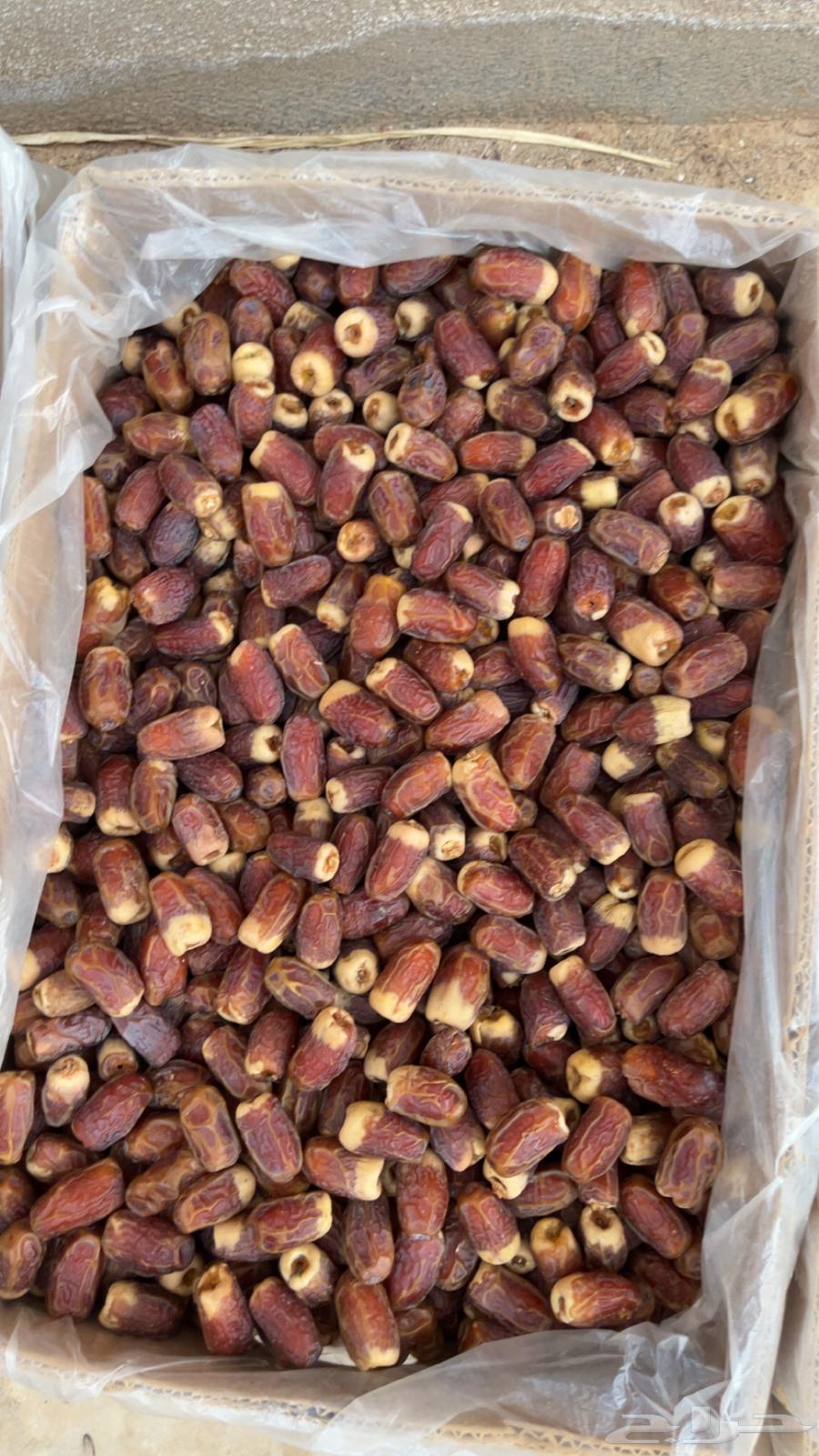 First-grade Sqai dates, Nquwa64391645779075111