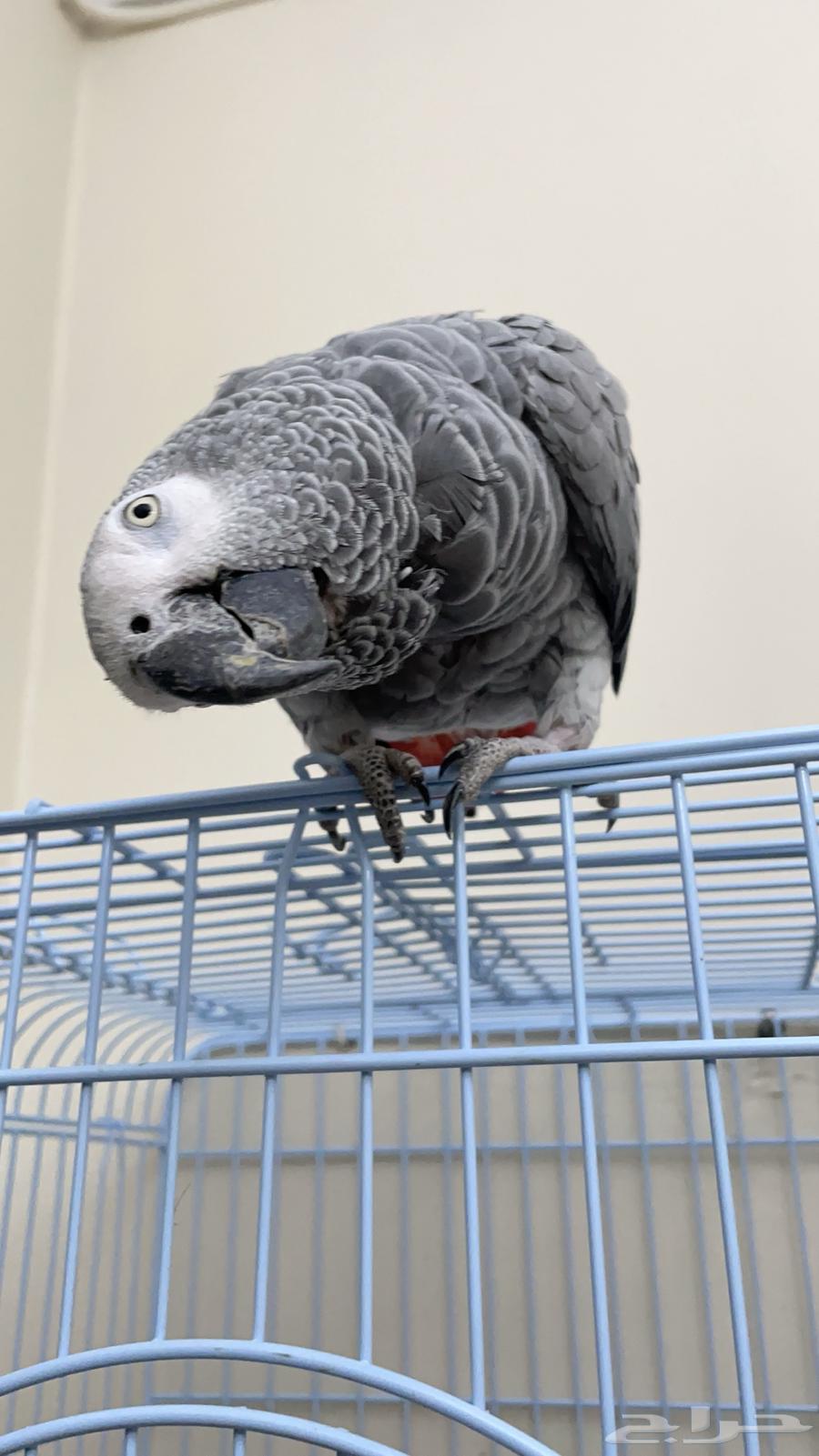 كاسكو للبيع64387967705218112