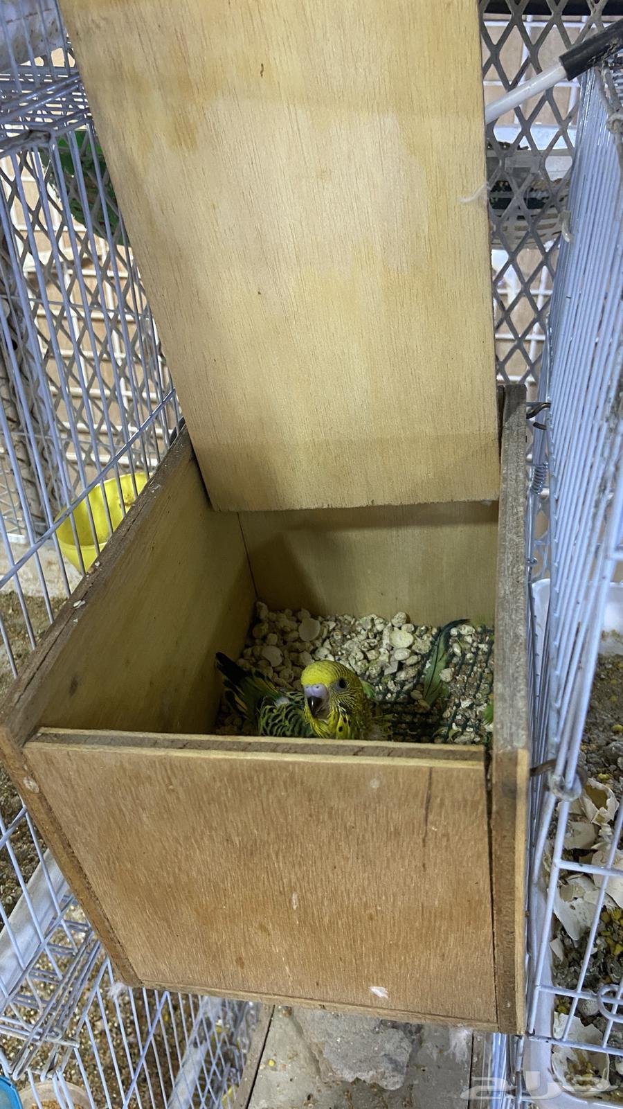 جوز بادجي مع فروخه( طيور حب)64388564474115113