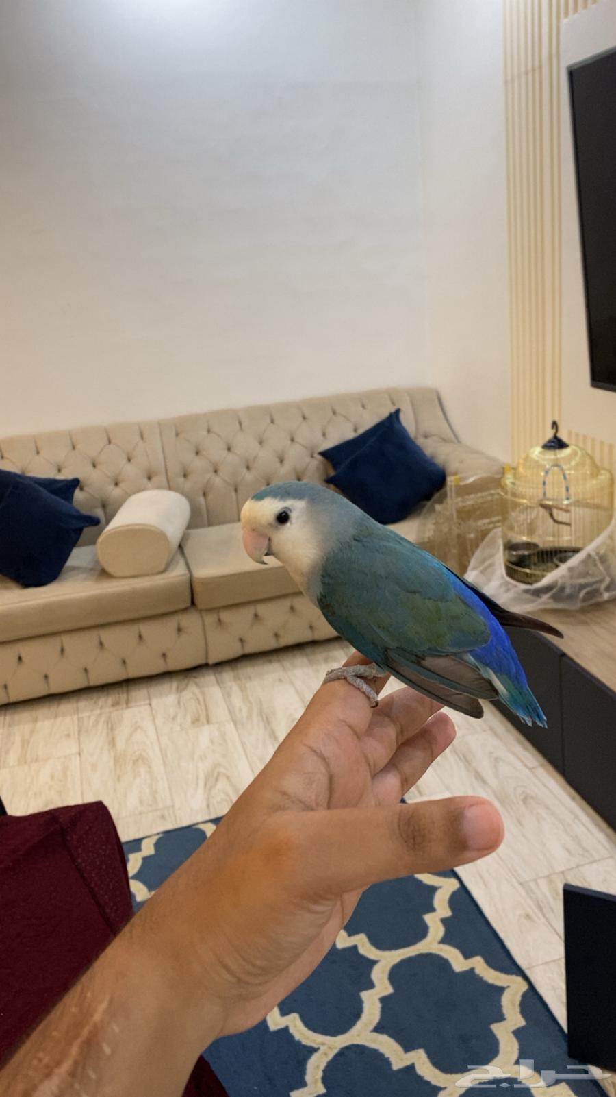 روز للبيع64389571577729110