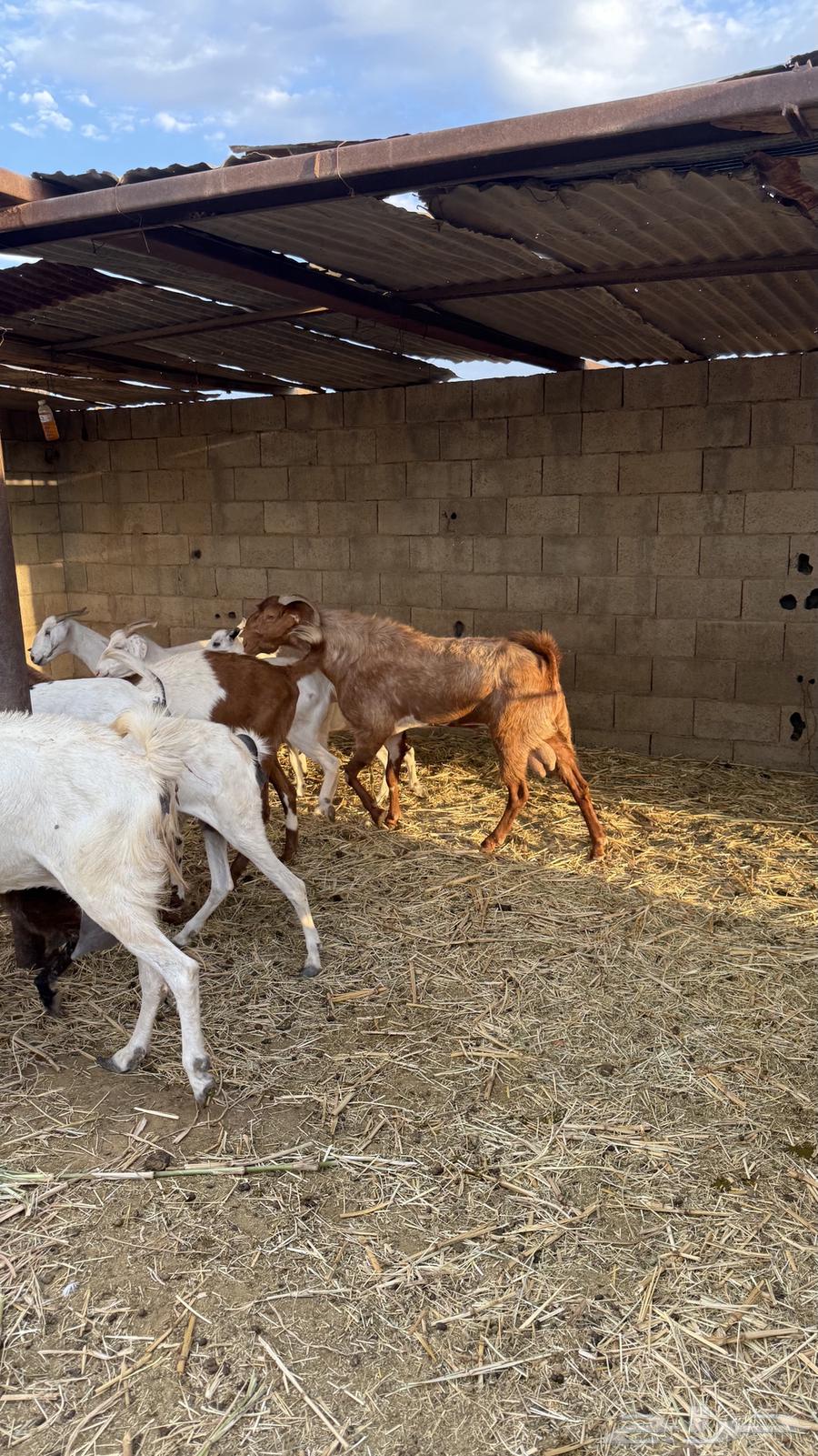 معزا بيشيات64389736469633111