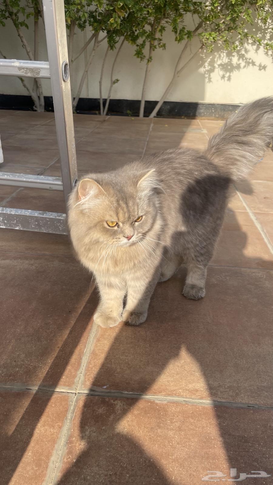 بسيس البف للبيع64378324778243111