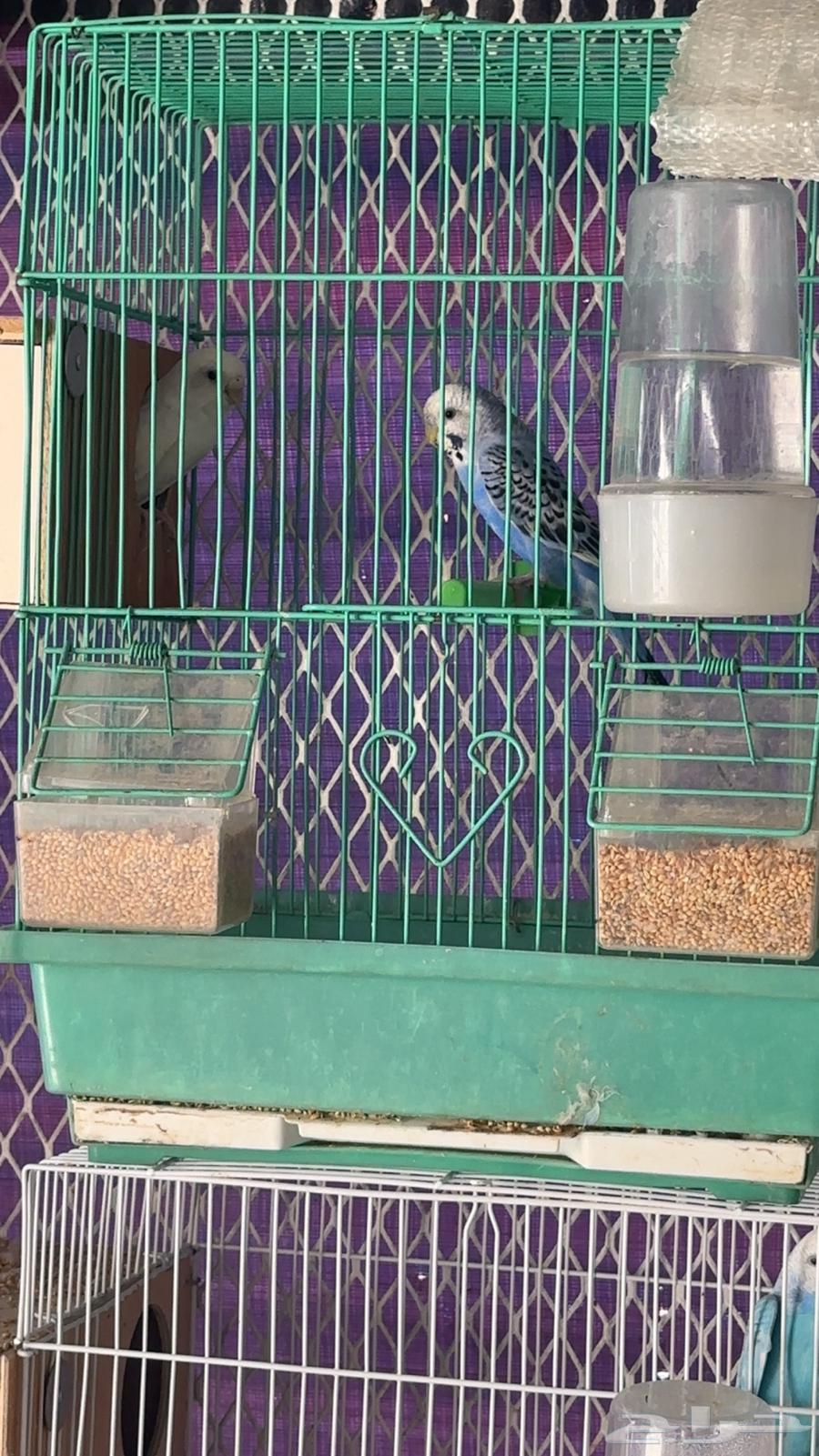 طيور بادجي 33 زوج للبيع64387173987329113