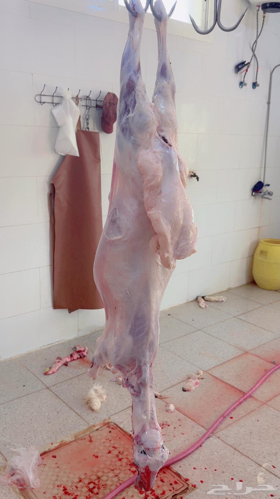 يوجد خرفان ورخال حريه بلدي علي الشرط مع السلخ والتوصيل64390249795457110