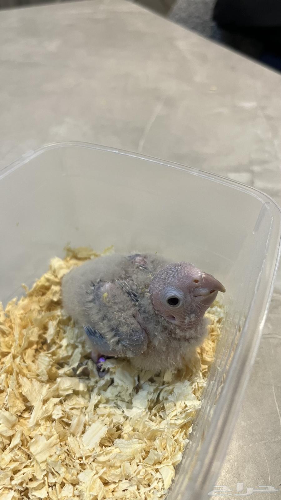 فرخ كنيور سينمون64392059632130112