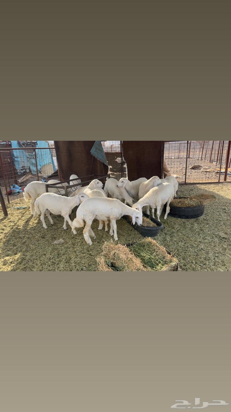 طليان عدد 12 فيهن 5 رخال64386613202306114