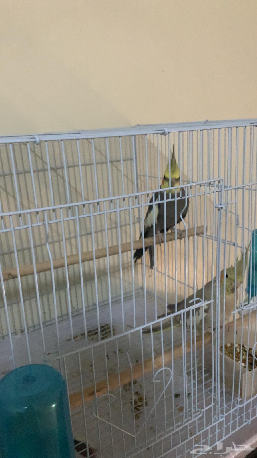 زوج كروان للبيع64382873710723110