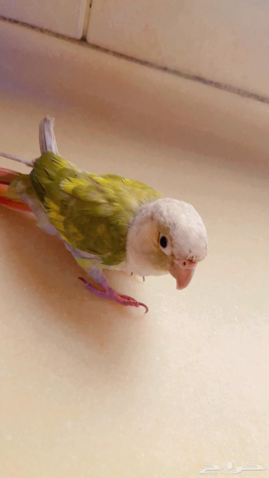 كنيور انناس اليف فرخ64381466561922111