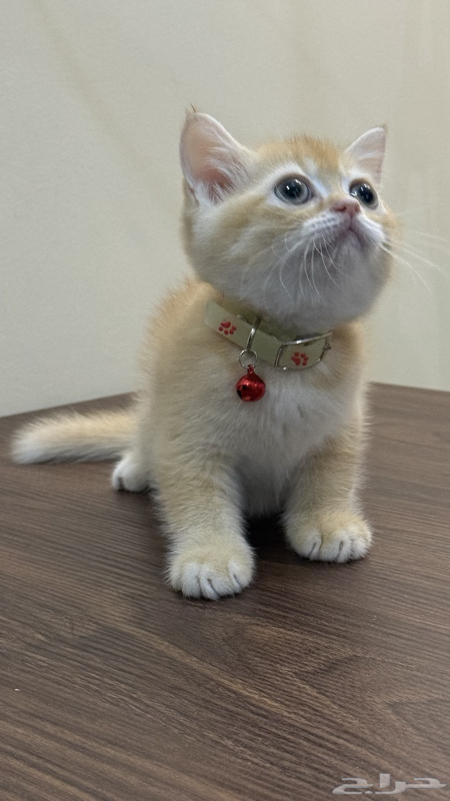 قطط سكوتش ستريت للبيع64390995509379110